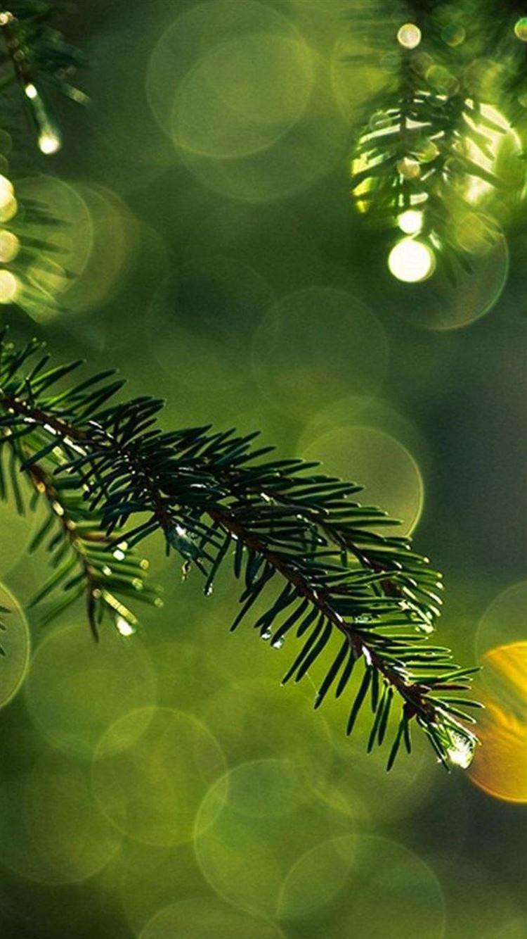 750x1334 Nature Dew Pine Tree Leaf Branch Blur iPhone 8 Wallpaper Free Download