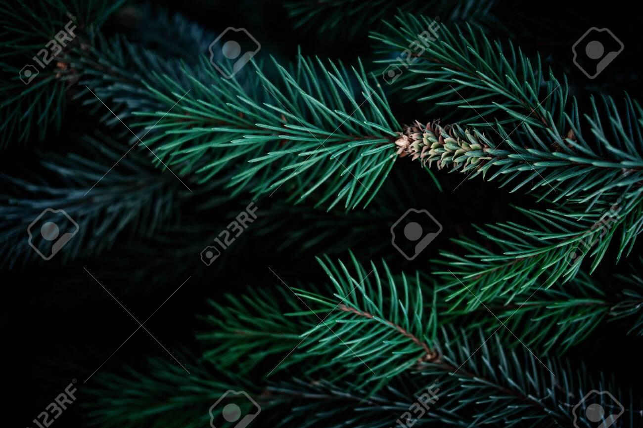 1300x866 Christmas Pine Trees Wallpaper