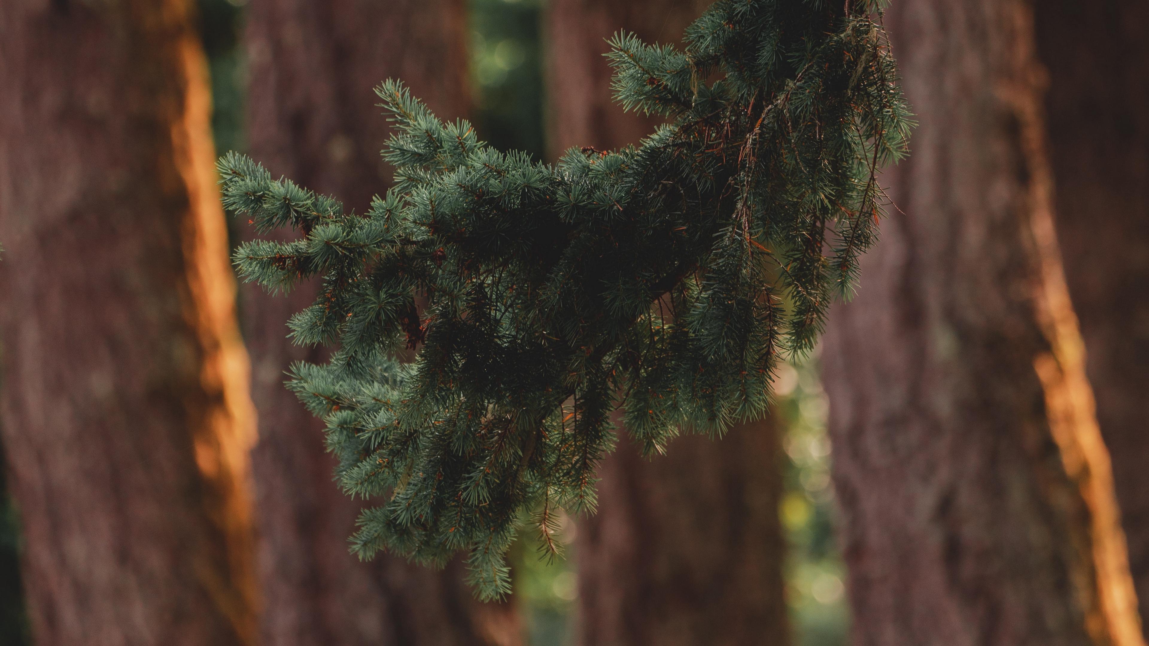 3840x2160 Wallpaper Branch, Pine, Trees, Forest, Coniferous