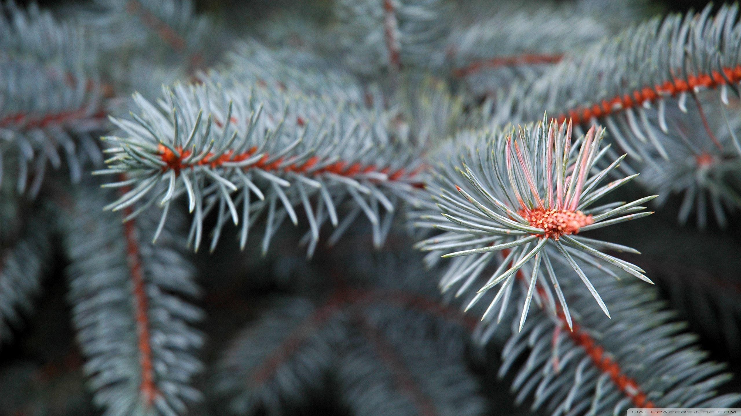 2560x1440 Pine Branch Ultra HD Desktop Background Wallpaper for 4K UHD TV : Widescreen & UltraWide Desktop & Laptop : Tablet