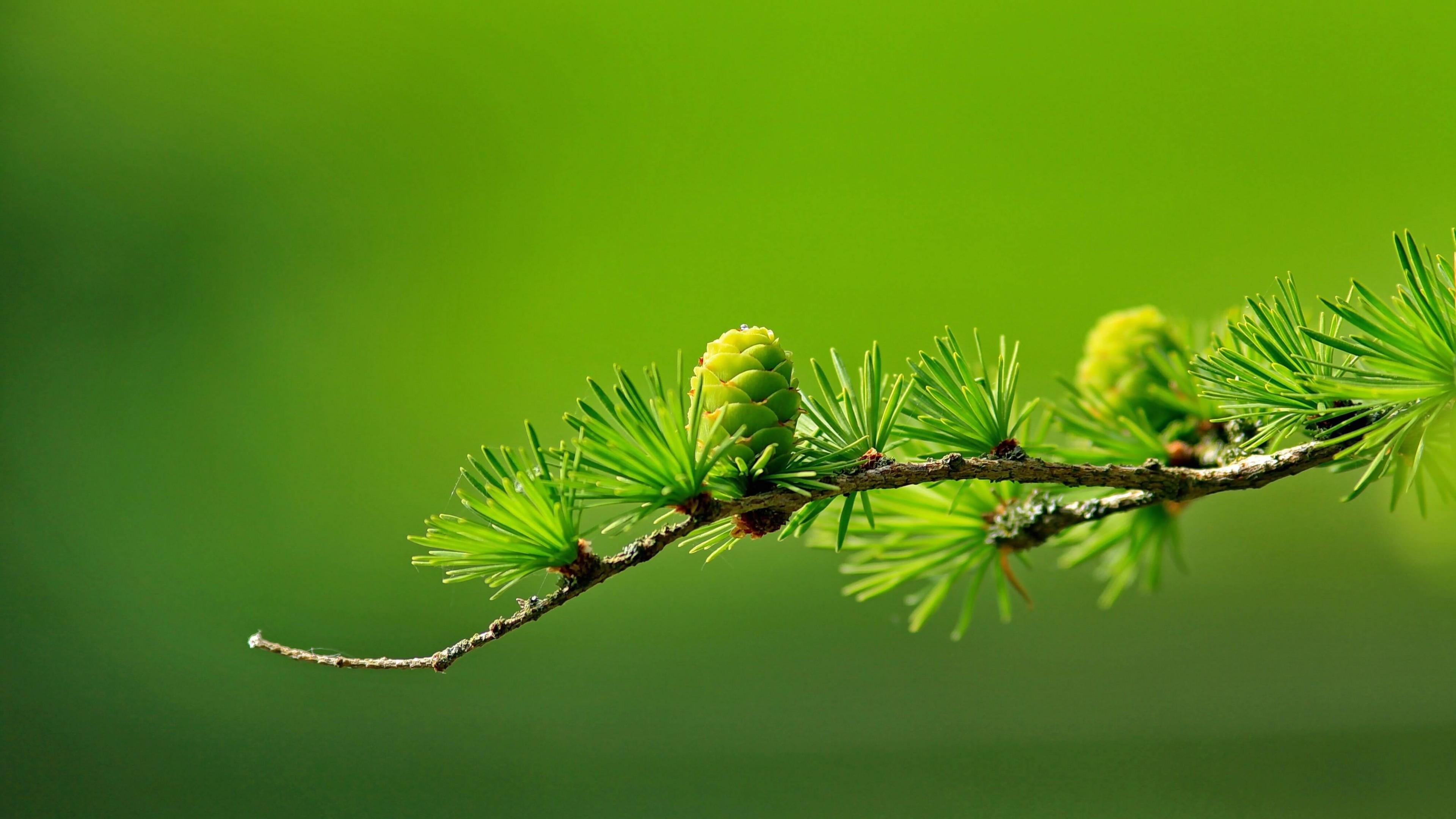 3840x2160 Branch of Pine Tree 4K wallpaper