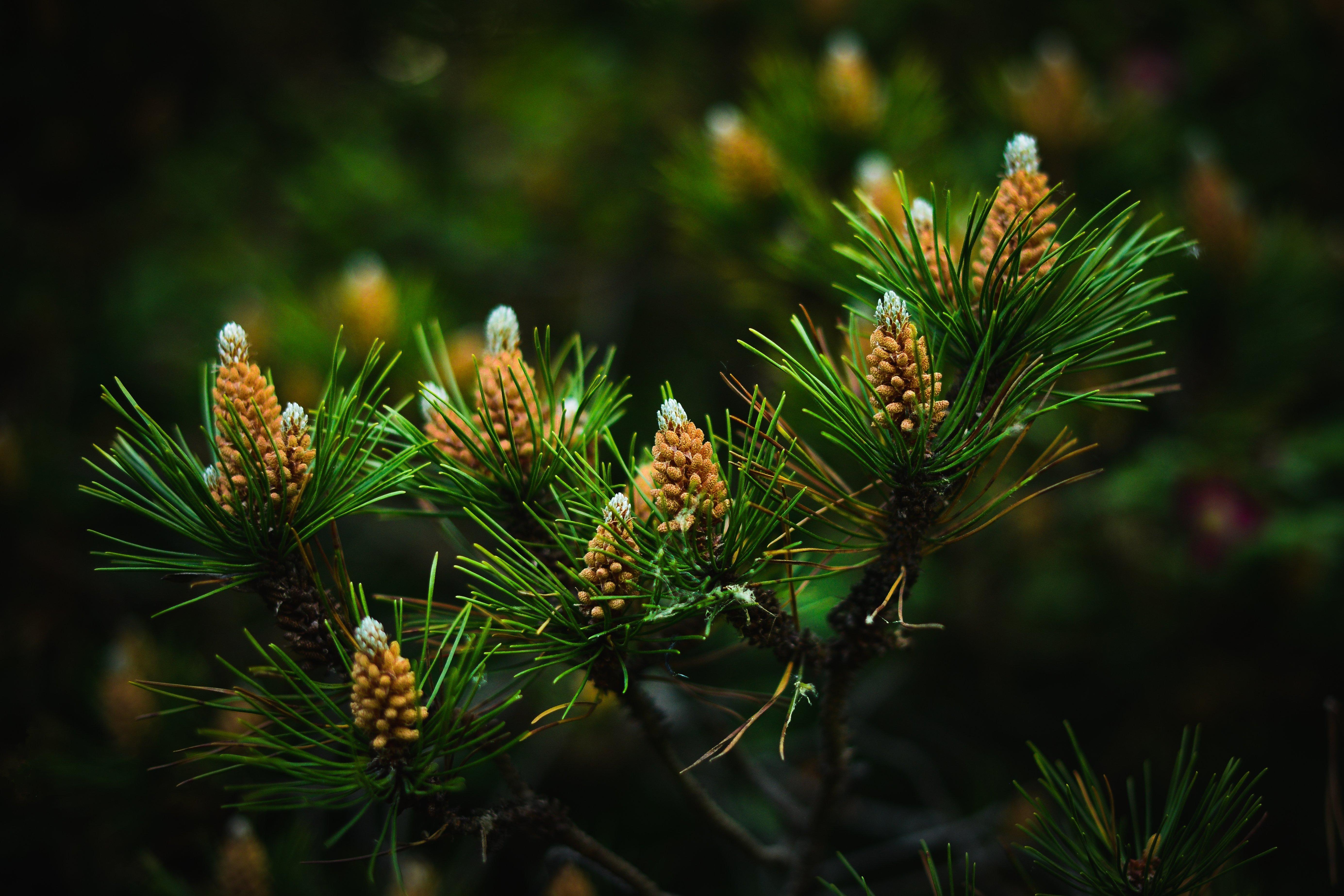 5538x3692 Closeup Pine cone Branches Pine needles Nature wallpaperx3692