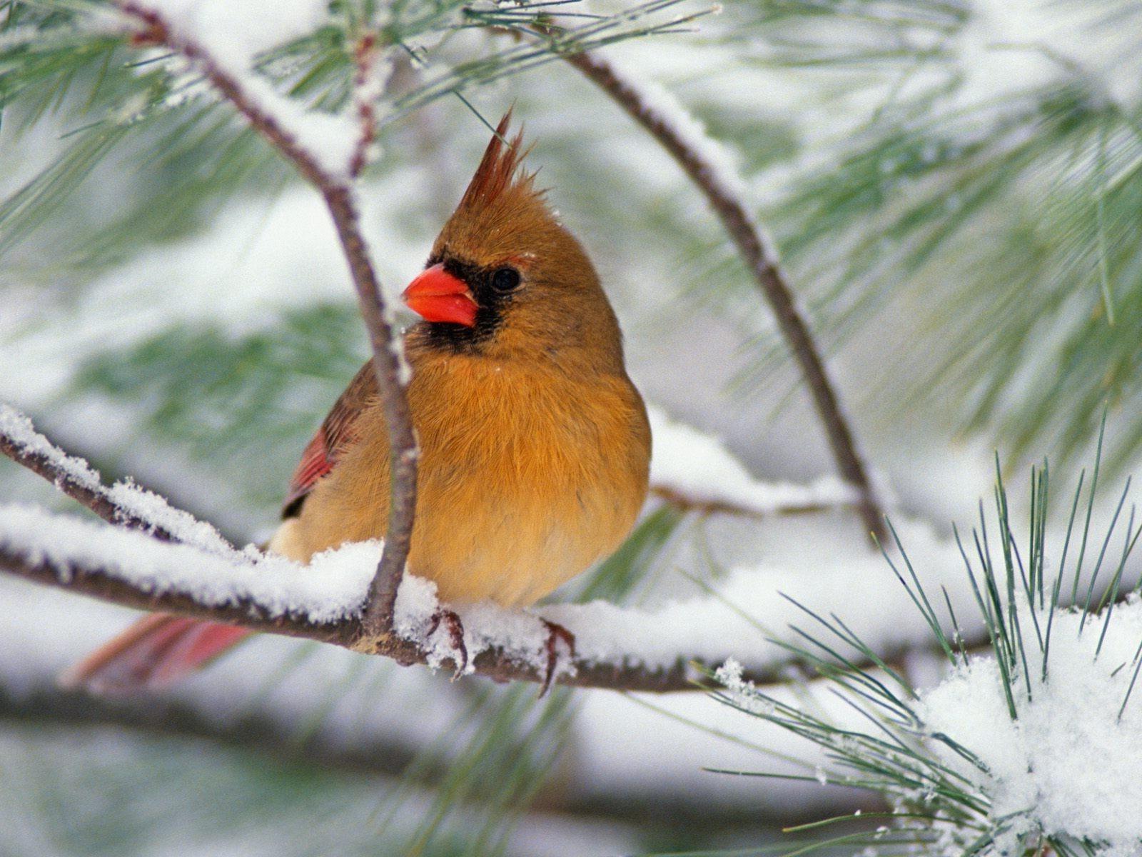 1600x1200 Cardinal on Snowy Pine Branch Wallpaper and Background Imagex1200