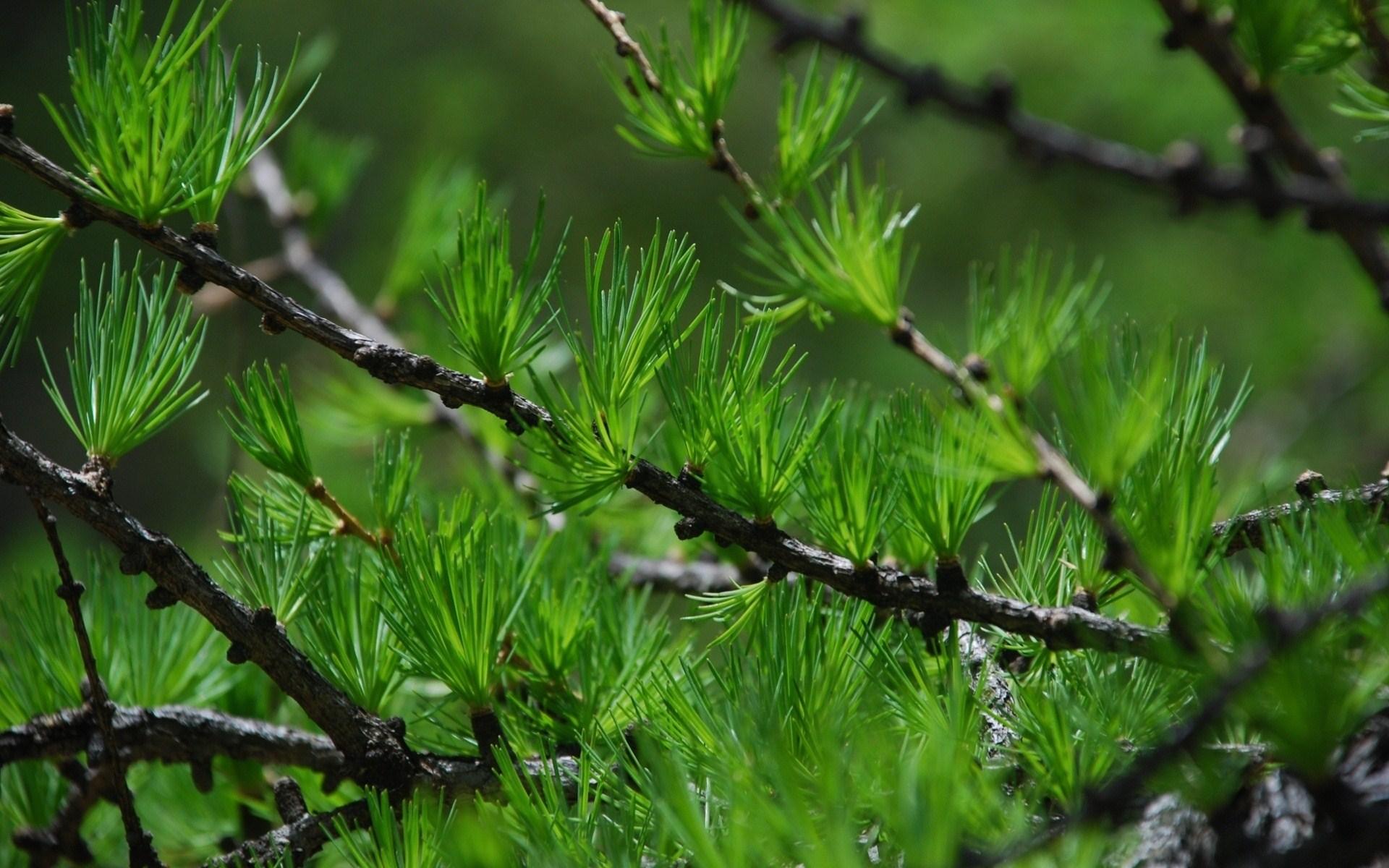 1920x1200 Pine Tree wallpaperx1200