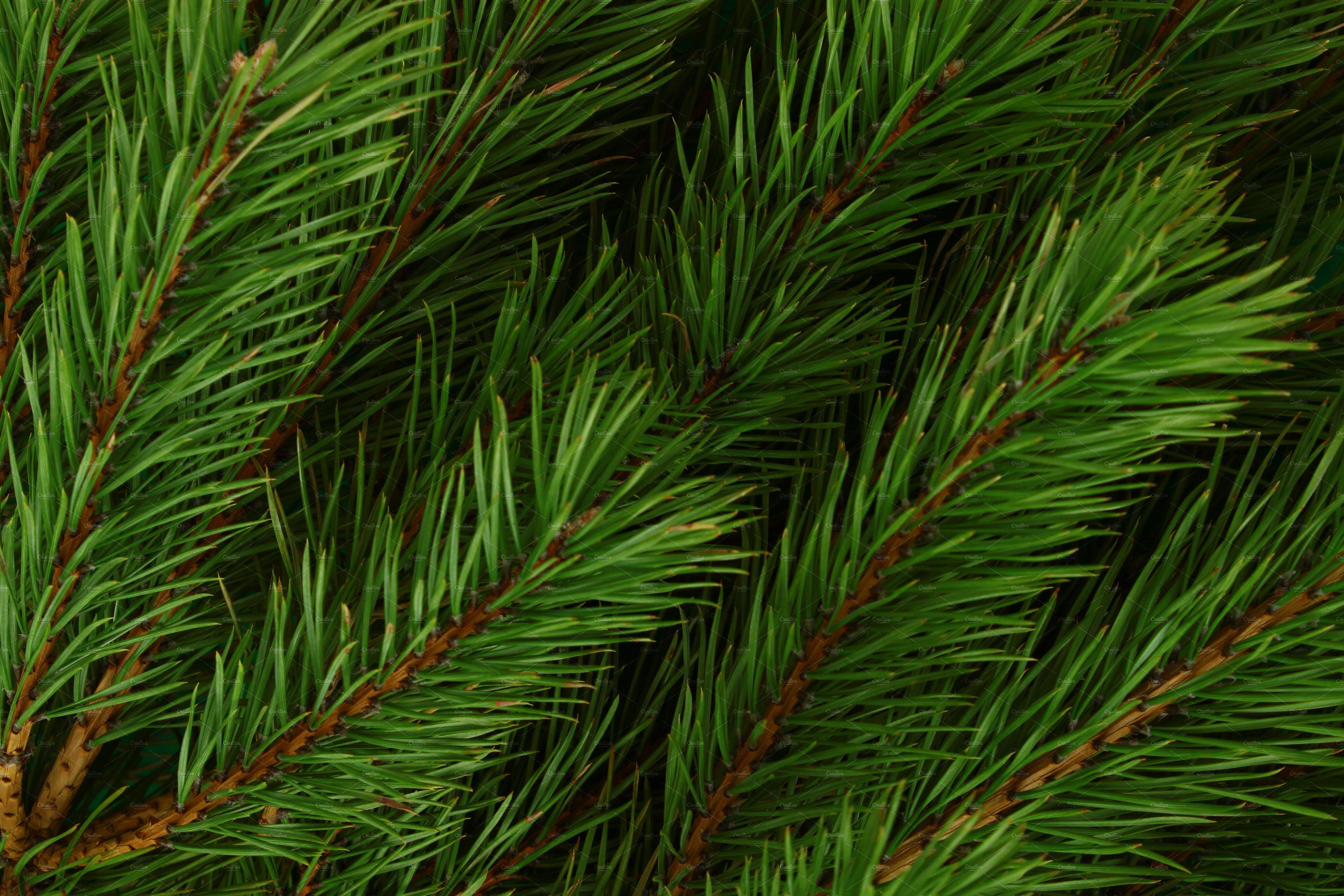 4752x3168 Free photo: Pine branches, Isolated, Winter