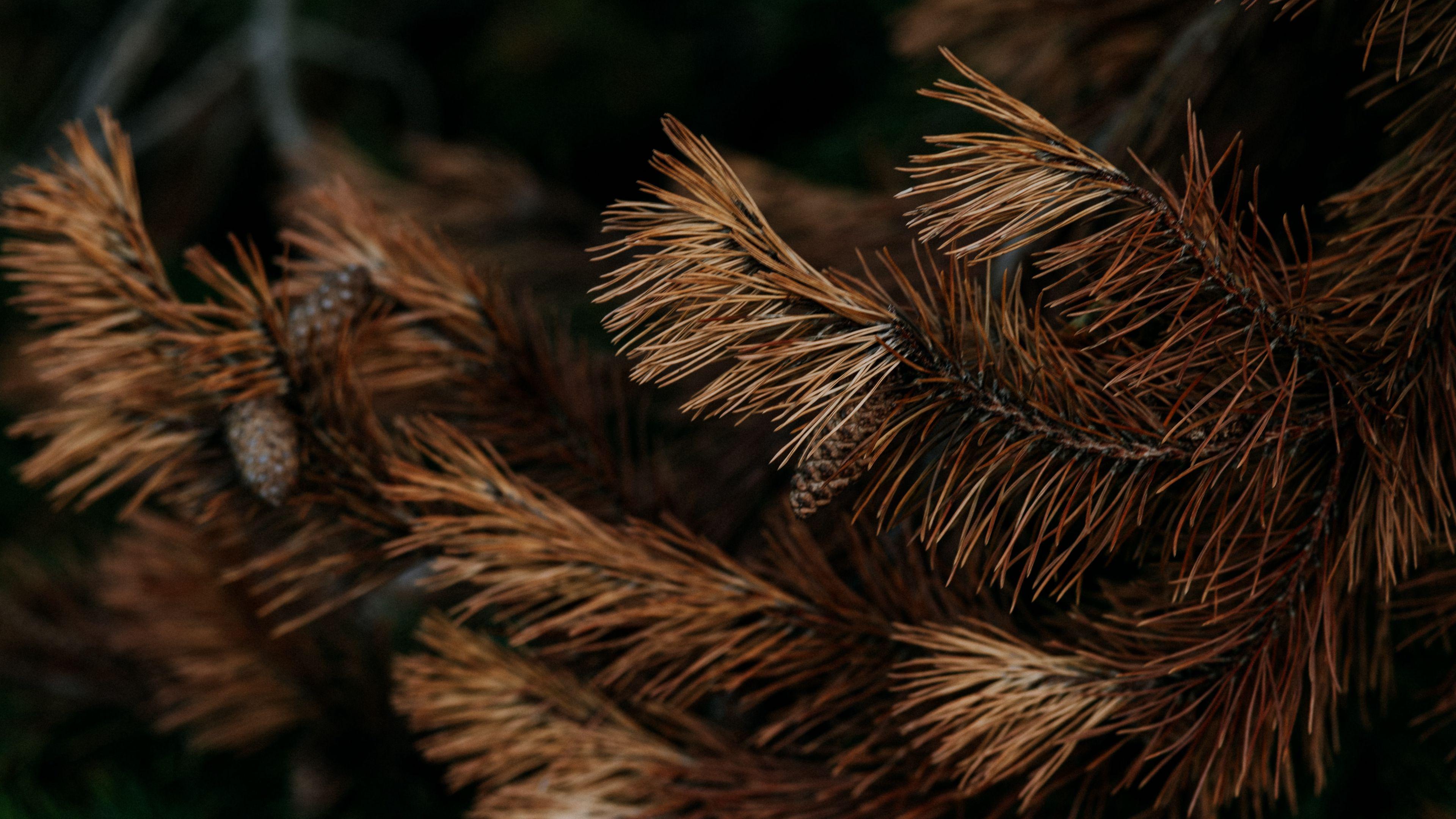 3840x2160 HD Wallpaper for theme: pine HD wallpaper, background