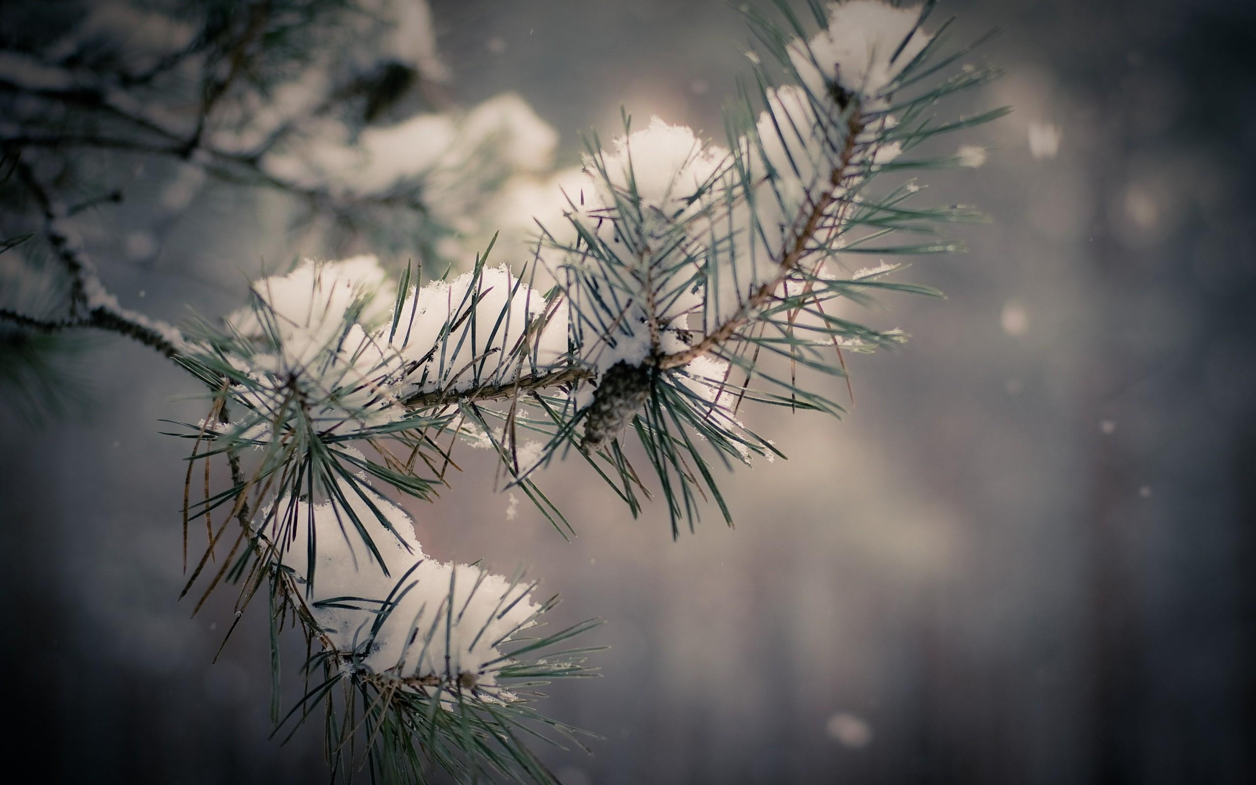 2560x1600 Winter Pine Trees Desktop Wallpaper