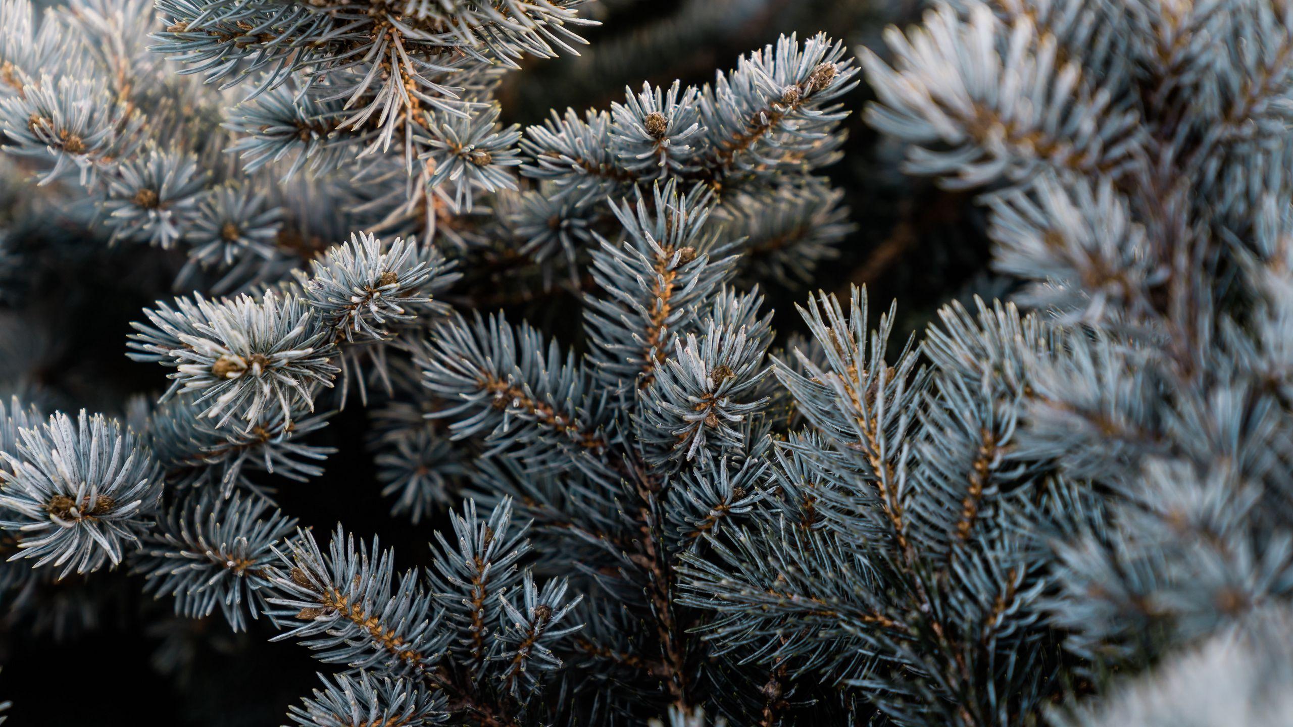 2560x1440 Download wallpaper 2560x1440 pine, branch, macro, needles widescreen 16:9 HD background