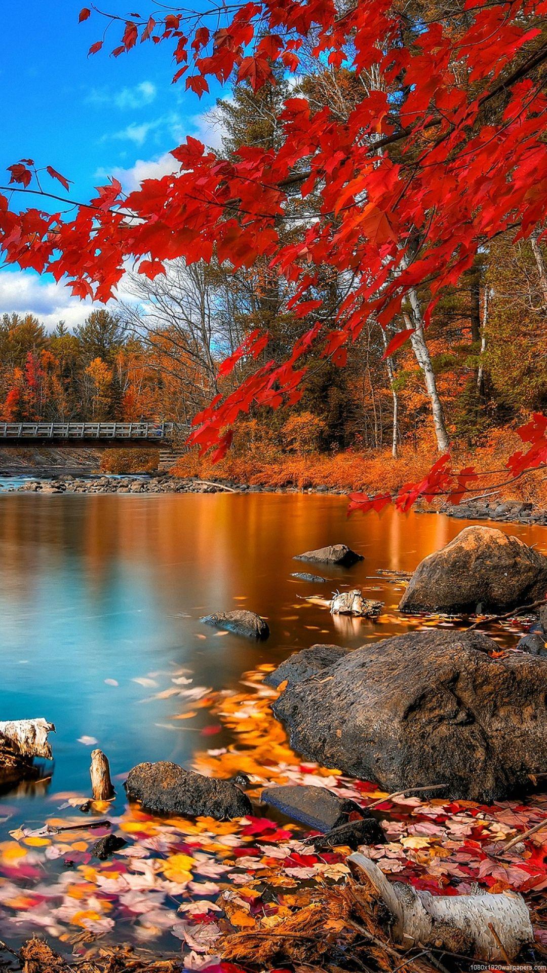 1080x1920 Nature Wallpaper Portrait HD HD Wallpaper