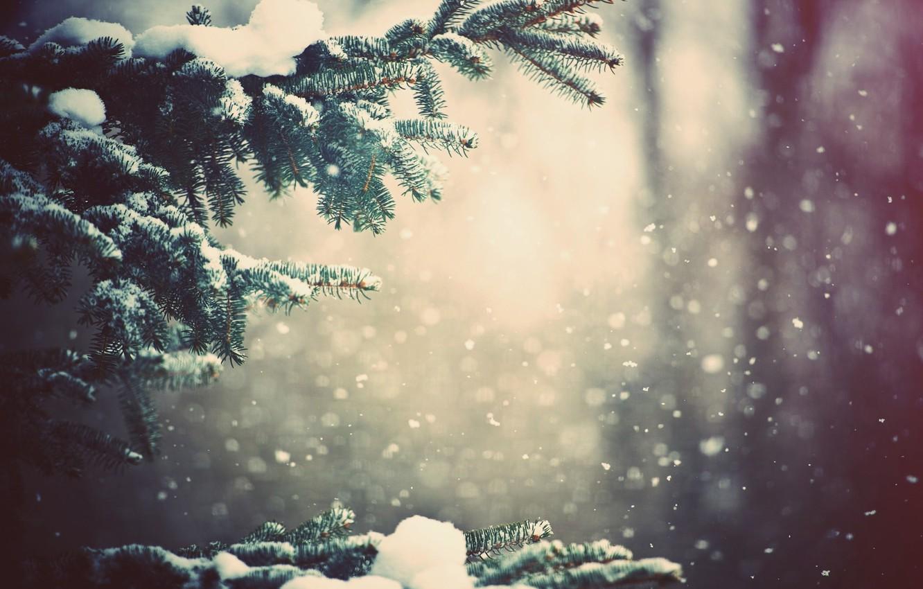 1332x850 Wallpaper winter, forest, snow, trees, branch, Nature, weather, wallpaper, pine image for desktop, section природа