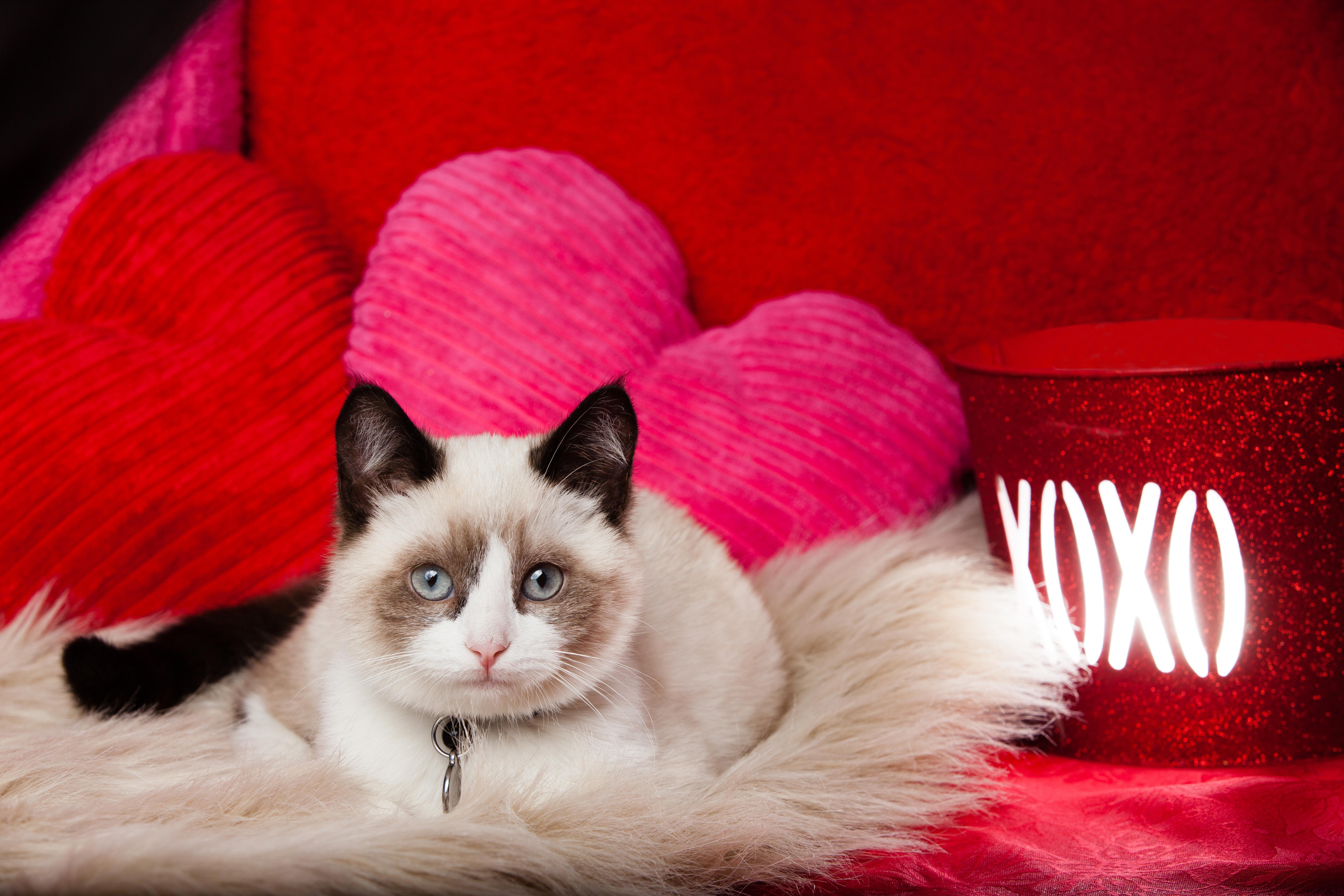 5616x3744 Kittens Valentines Wallpaper