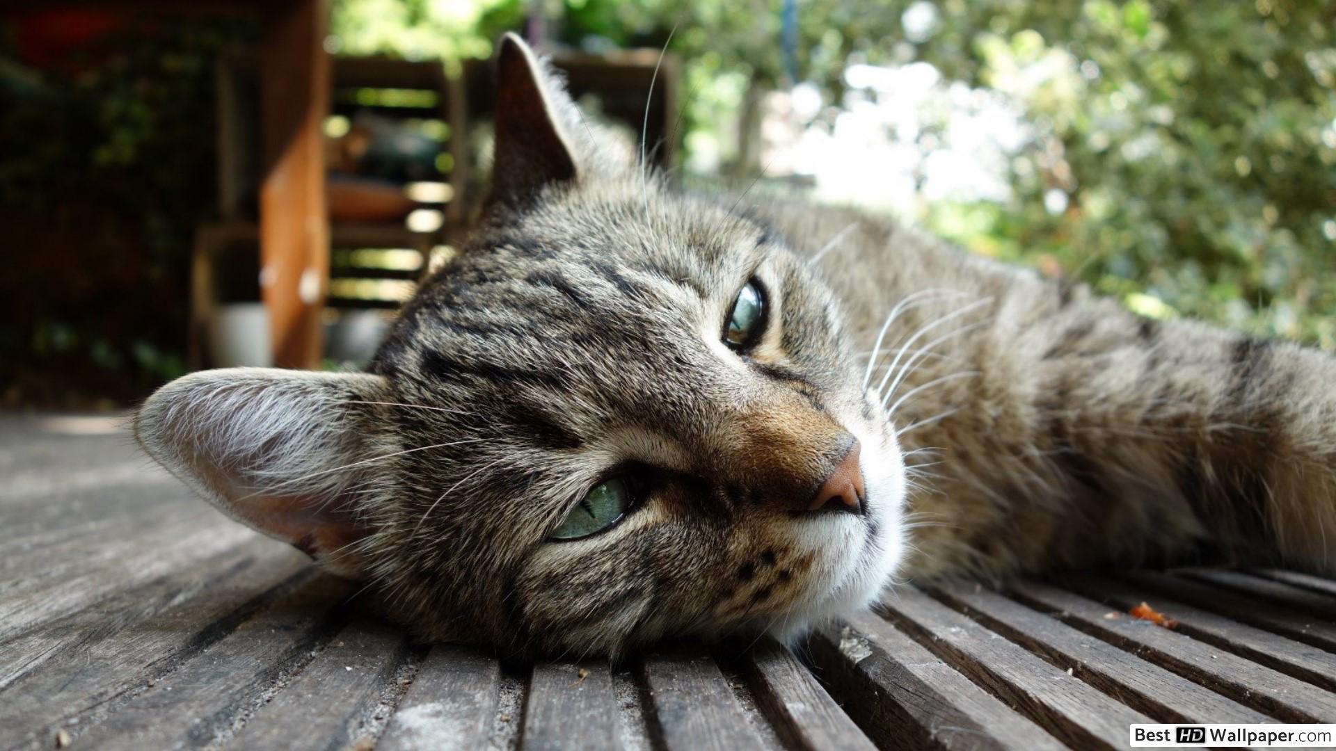 1920x1080 Wolf the cat HD wallpaper download