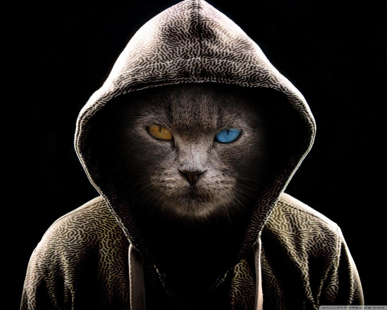1280x1024 Undercover Cat Ultra HD Desktop Background Wallpaper for 4K UHD TV : Tablet