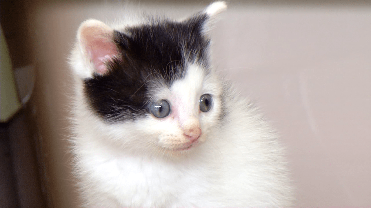 1280x720 The purfect Valentine: Cat adoptions only $14 for the weekend