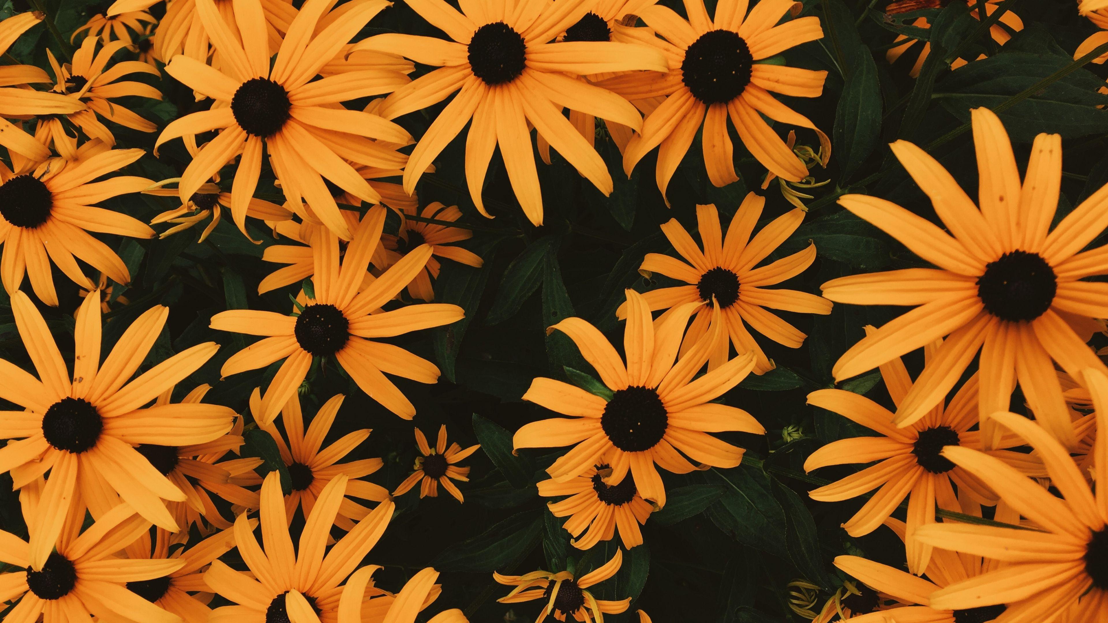 3840x2160 Free download Aesthetic Flower Wallpaper For Chromebook [3840x2160] for your Desktop, Mobile & Tablet. Explore Cute Wallpaper for Chromebook. Wallpaper for Chromebook, Wallpaper For Chromebook, Chromebook Wallpaper