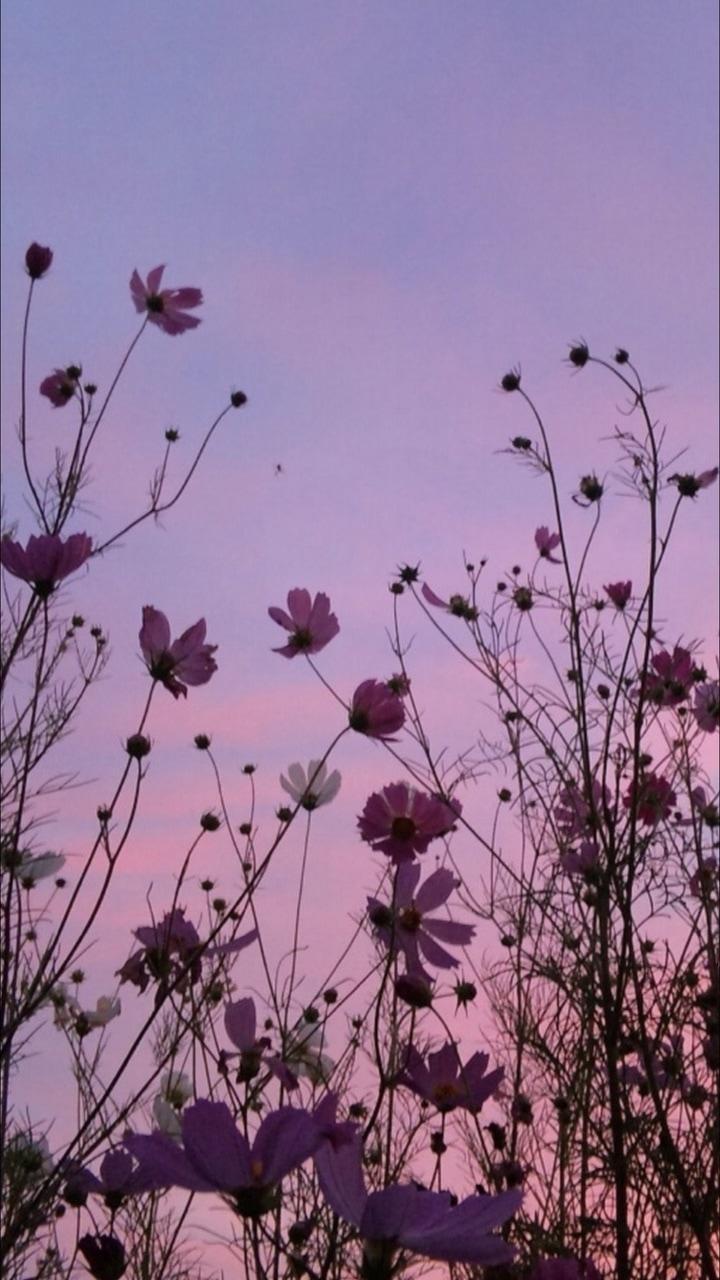 720x1280 Aesthetic Wallpaper Pink Flowers Wallpaper Portal