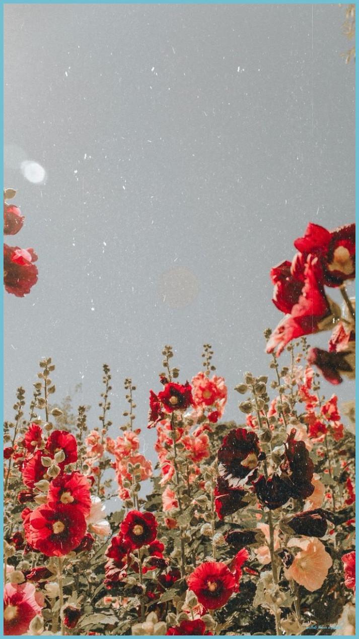 713x1268 Twelfth House On Twitter Flower Wallpaper, Flower Aesthetic Flower Wallpaper