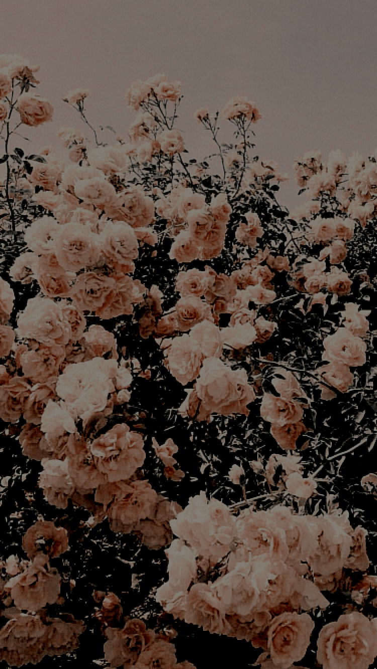 750x1332 cute iphone wallpaper. iPhone wallpaper, Flower wallpaper, Wallpaper