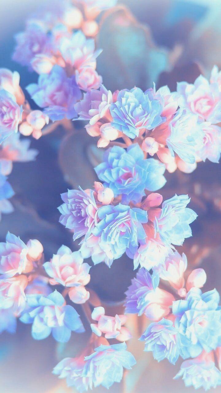 720x1280 Tumblr Flower Wallpaper