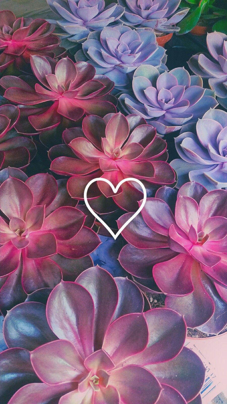 900x1600 Aesthetic Flower Background