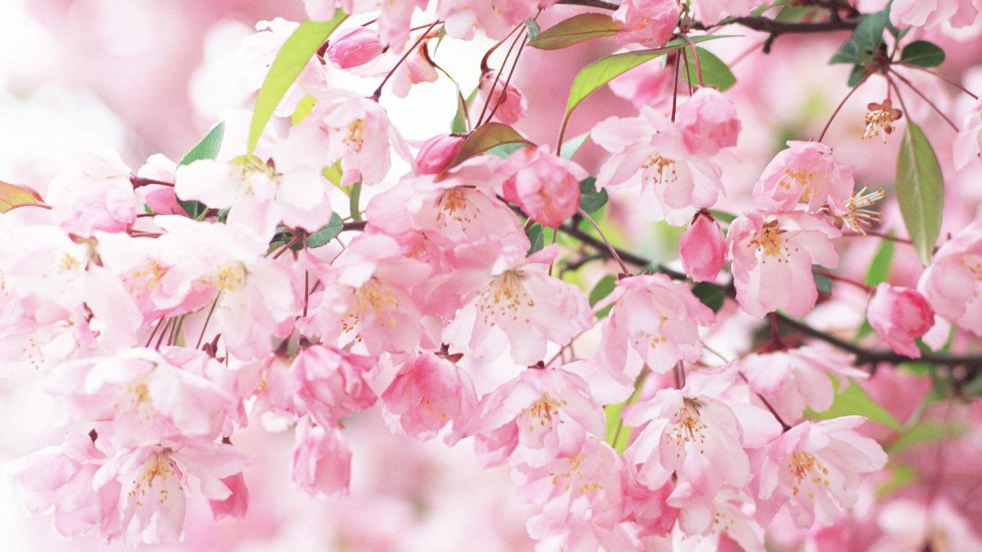 1920x1080 Flower Aesthetic PC Wallpaper
