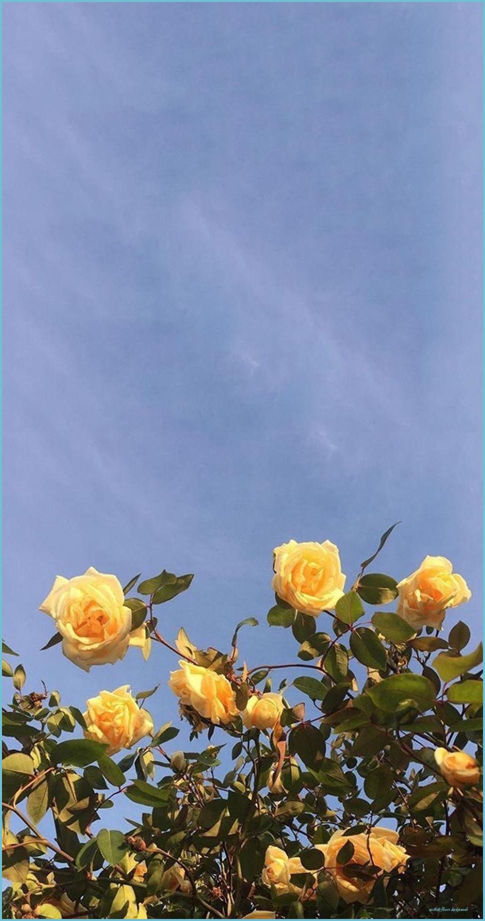 970x1843 Aesthetic Flowers Wallpaper Flower Background