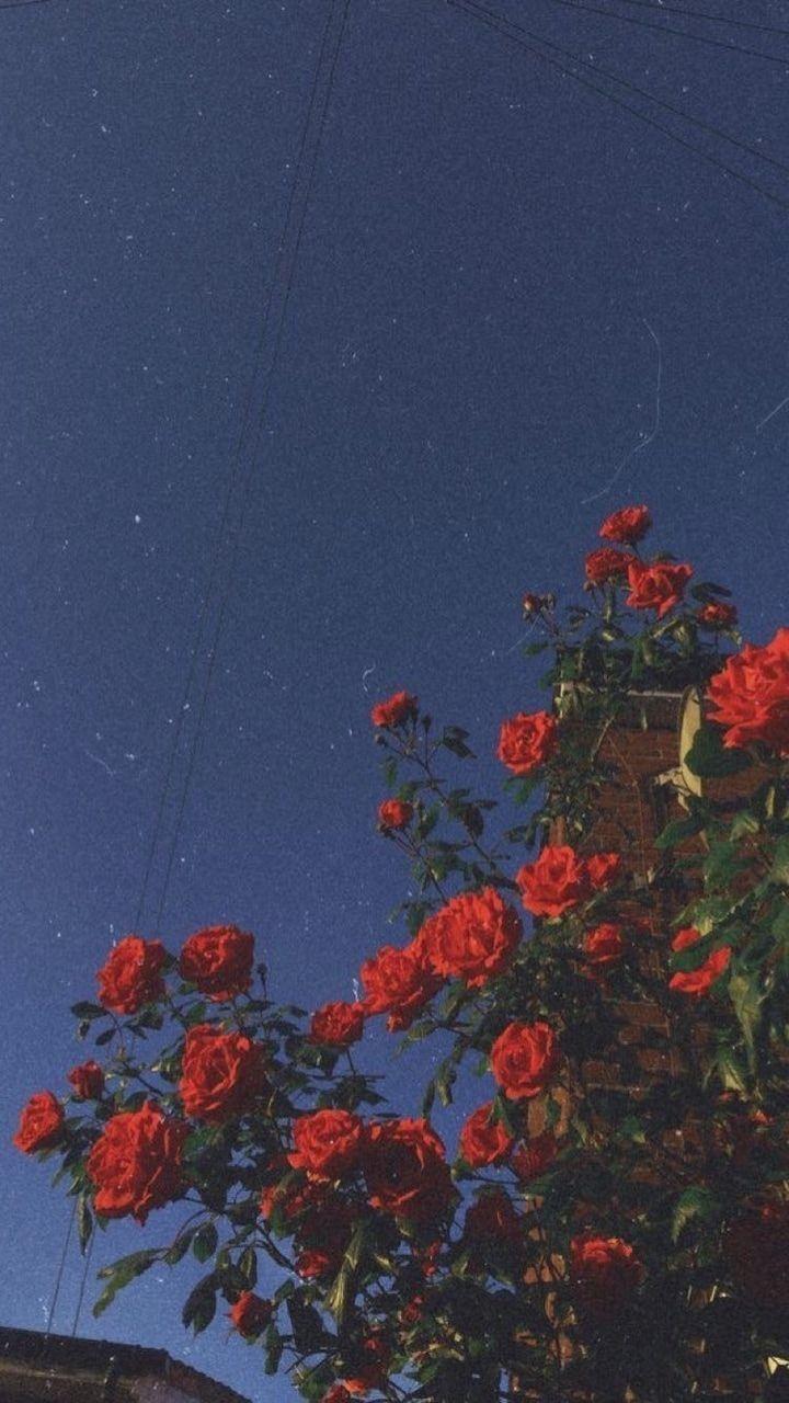 720x1280 Anime Flower Wallpaper