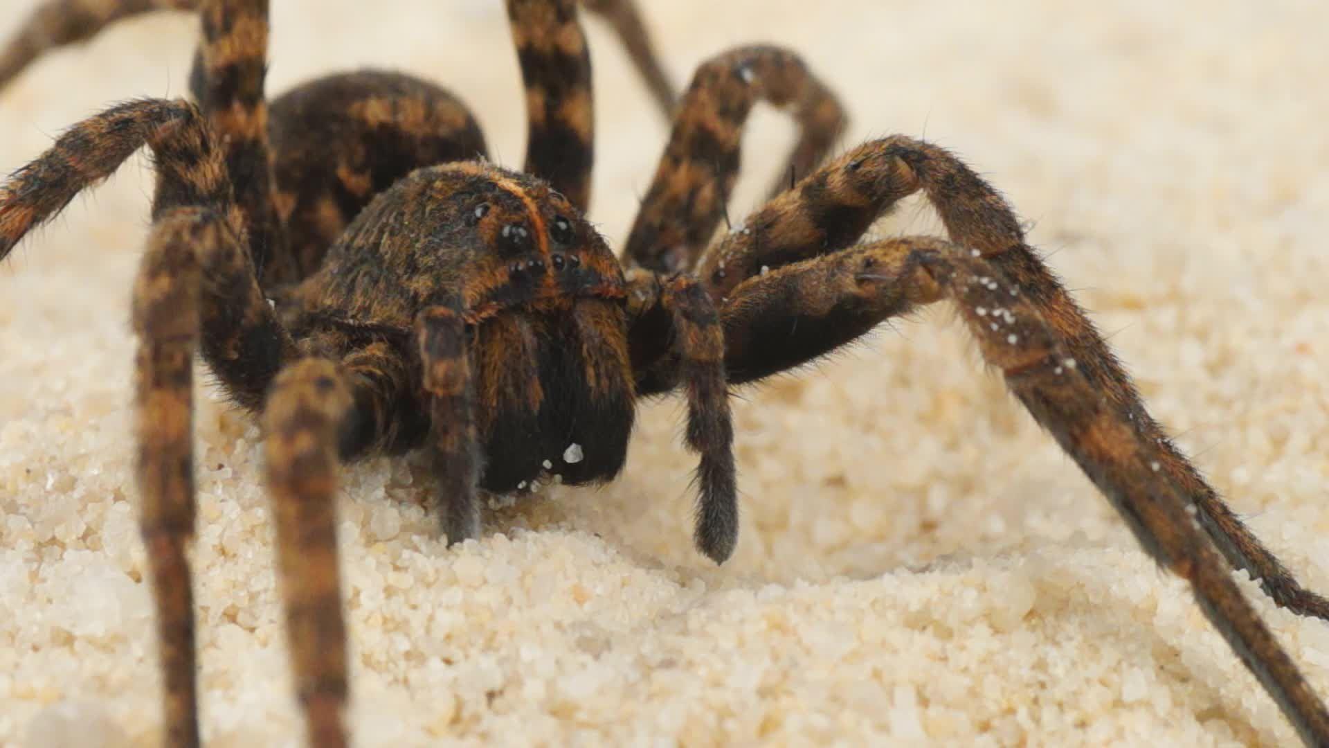 1920x1080 Scary Spider Wallpaper. Spiders scary, Spider, Spider venom