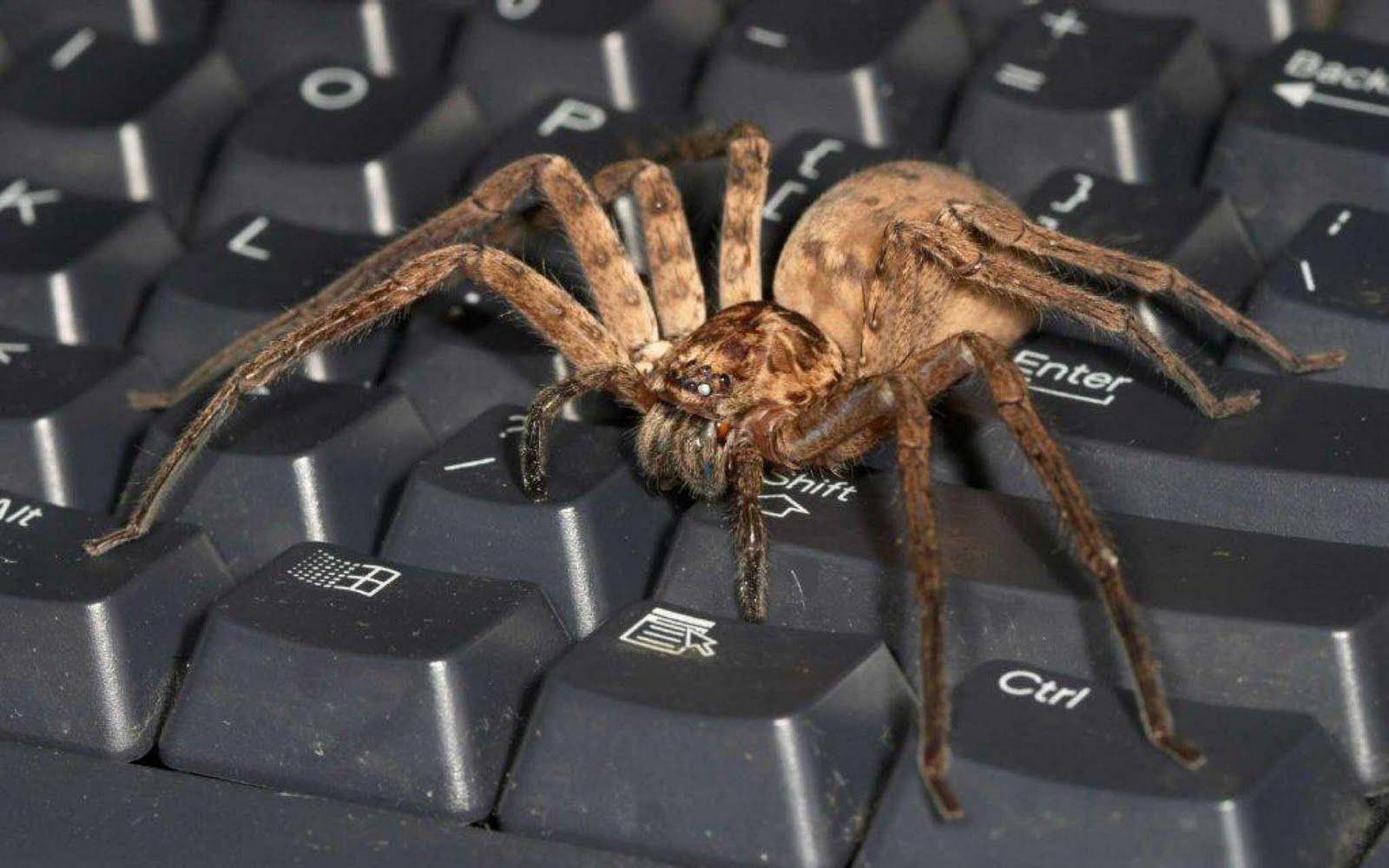 1600x1000 Free download Best top desktop spider wallpaper HD spider picture image photo [1600x1000] for your Desktop, Mobile & Tablet. Explore Scary Spider Wallpaper. Desktop Halloween Scary Wallpaper, HD Spider