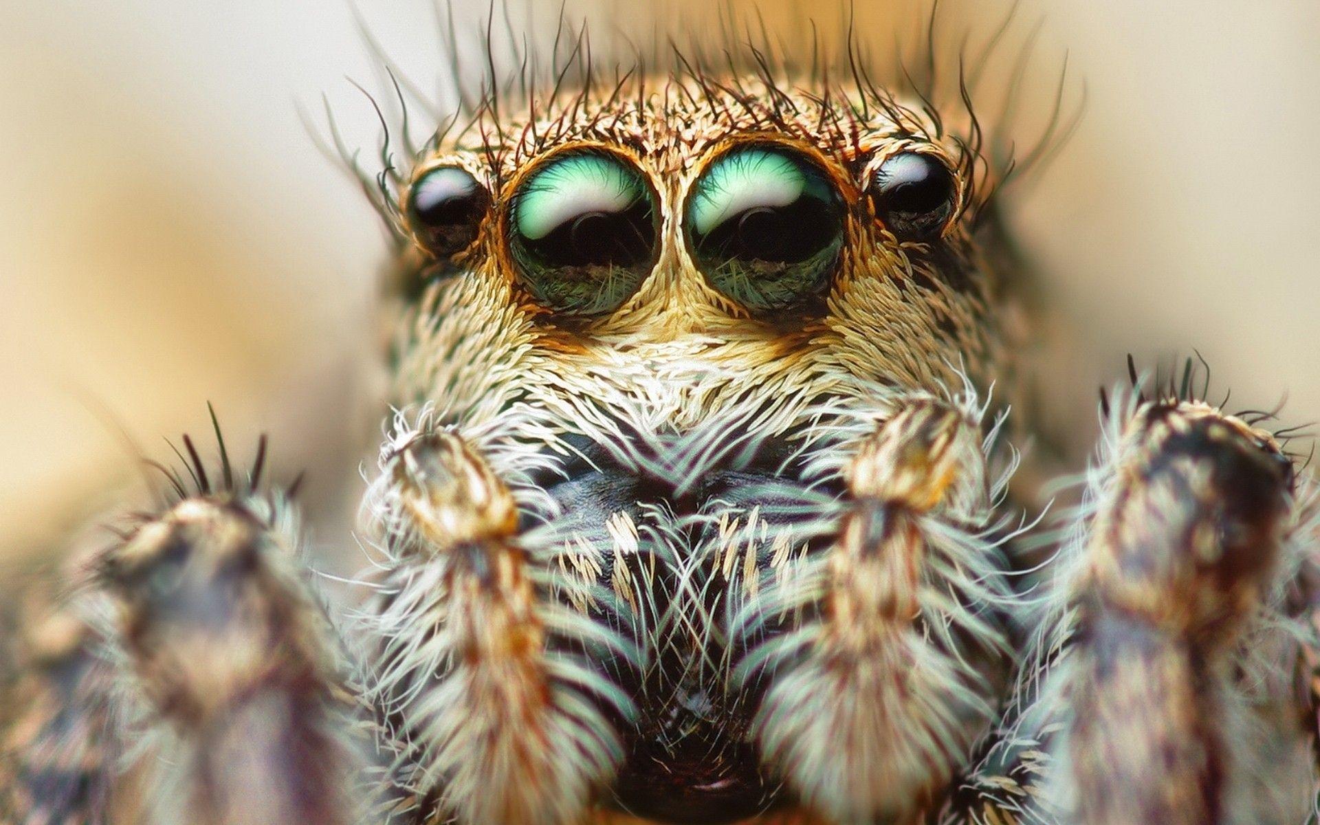 1920x1200 great detail on the eyes, head. Scary eyes, Spider face, Spiders scary