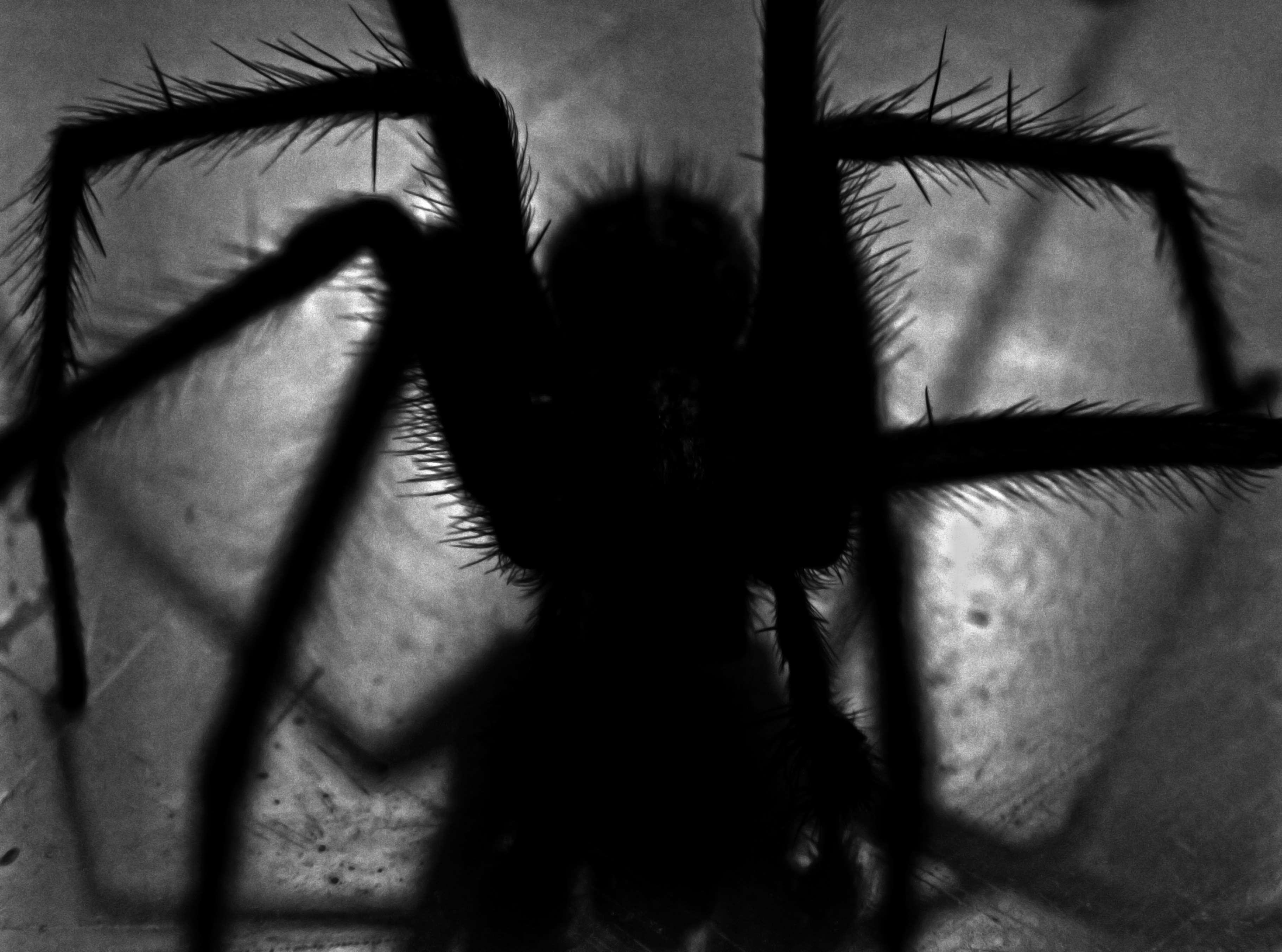 3644x2706 arachnid, arachnids, arachnophobia, black, black and white, creepy, hairy, halloween, insect, invertebrate, scary, shadow, silhouette, spider wallpaper. Mocah HD Wallpaper