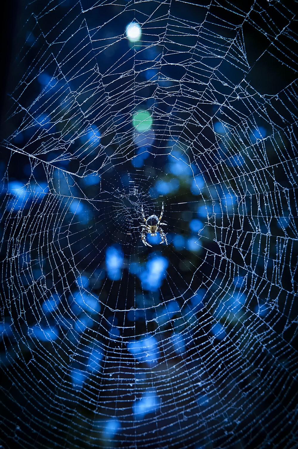 1000x1504 Spider Web Picture. Download Free Image