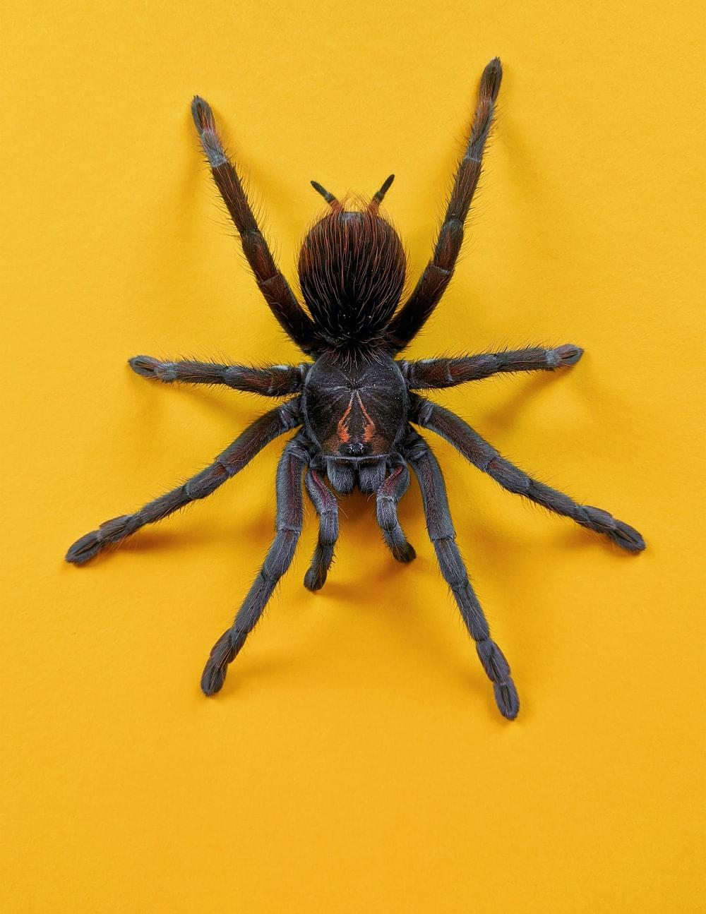 1000x1295 Tarantula Picture. Download Free Image