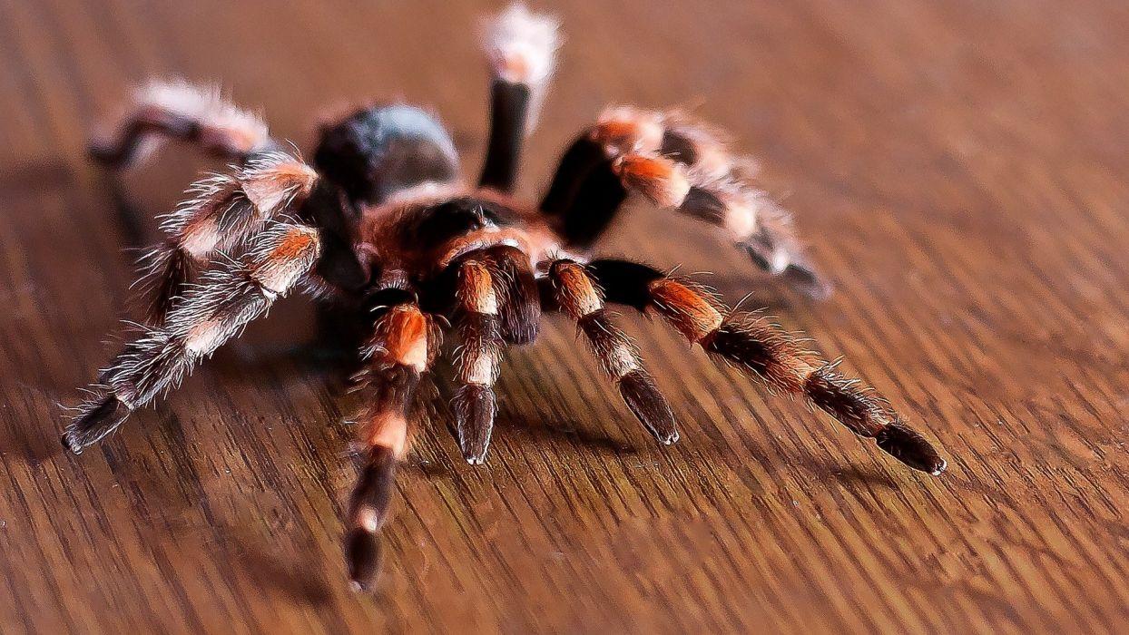 1244x700 TARANTULA spider insect wallpaperx1080