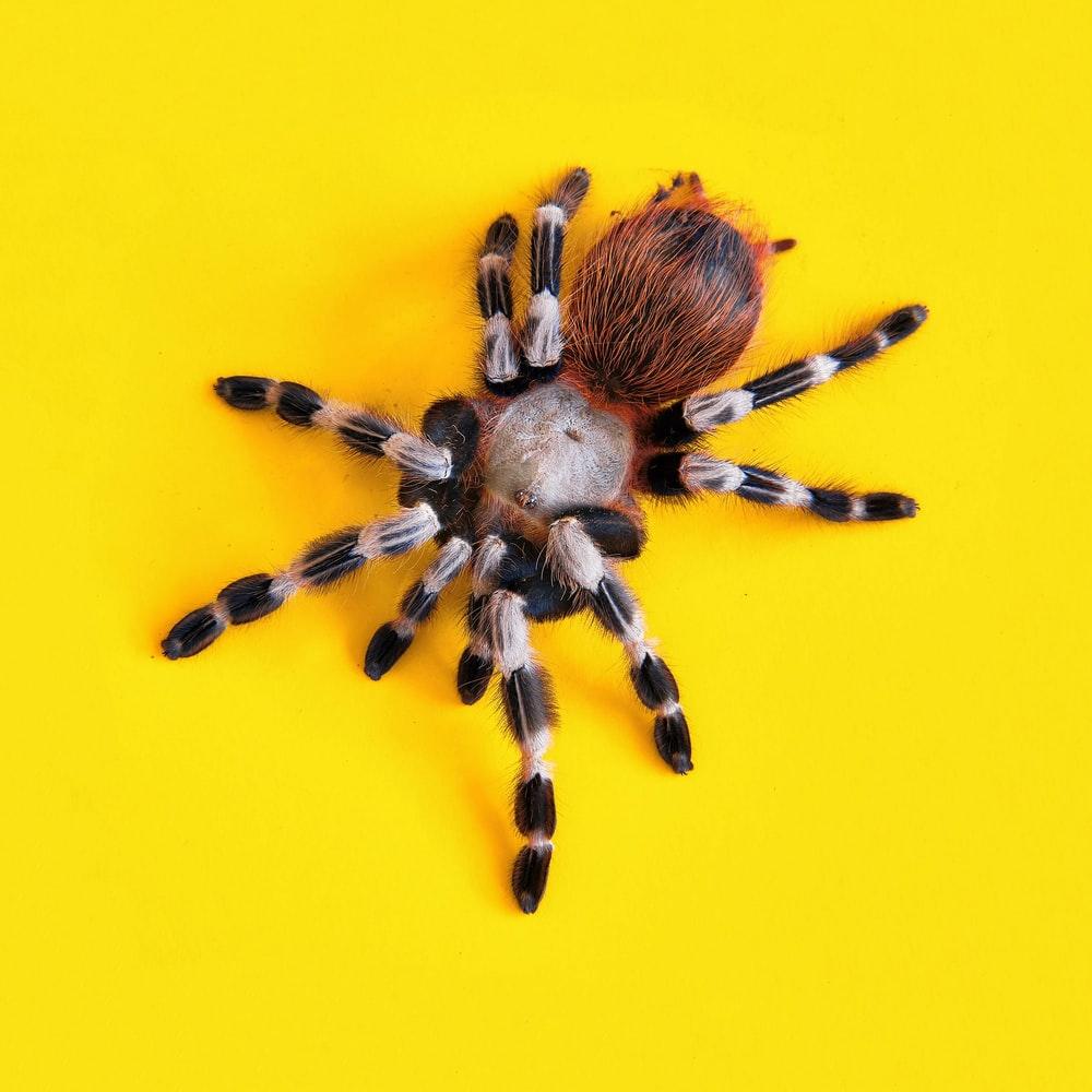 1000x1000 Tarantula Picture. Download Free Image