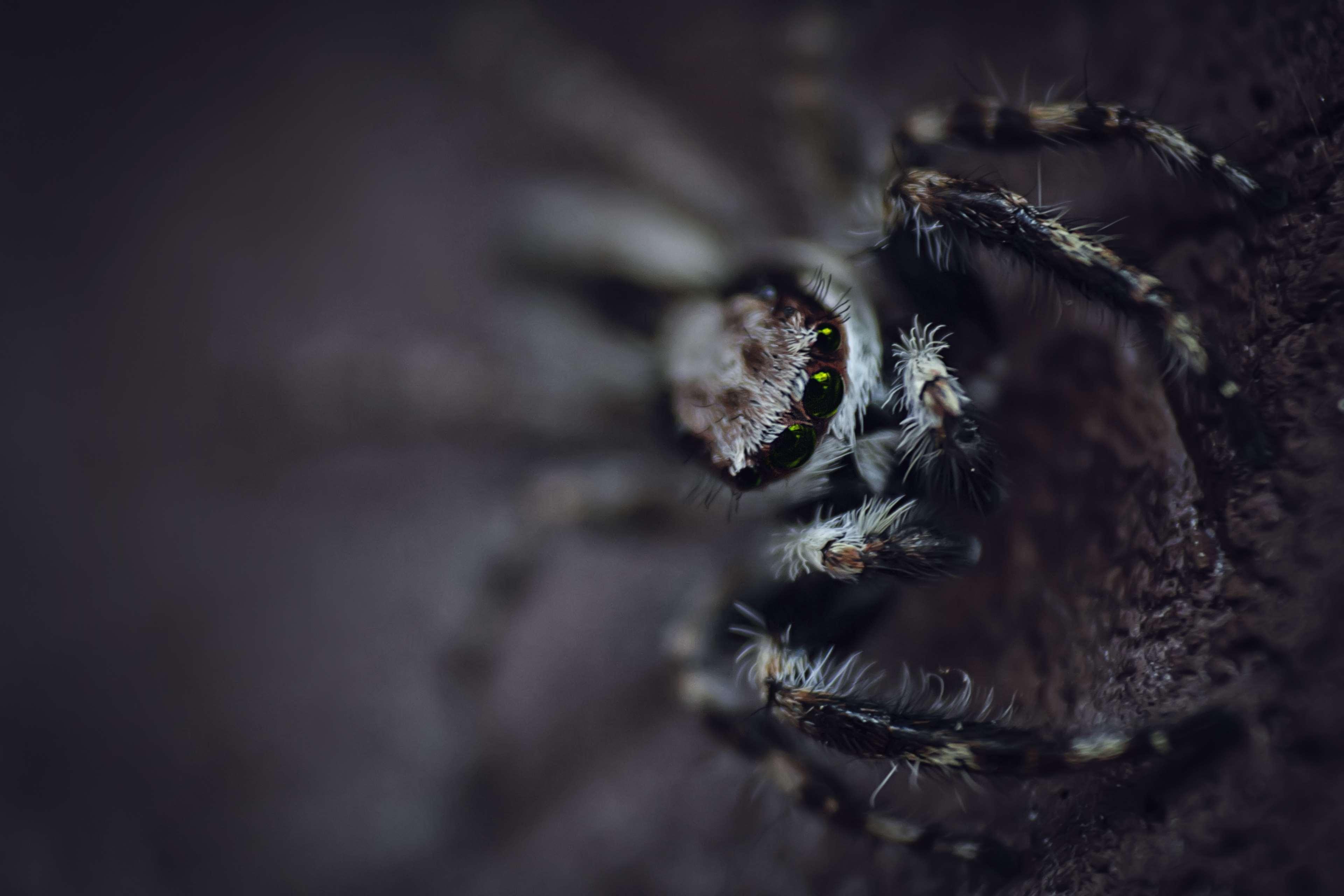 3840x2560 animal, arachnid, blur, close up, creepy, eerie, insect, invertebrate, macro, macro photography, scary, spider, spiderweb, tarantula 4k wallpaper. Mocah HD Wallpaper