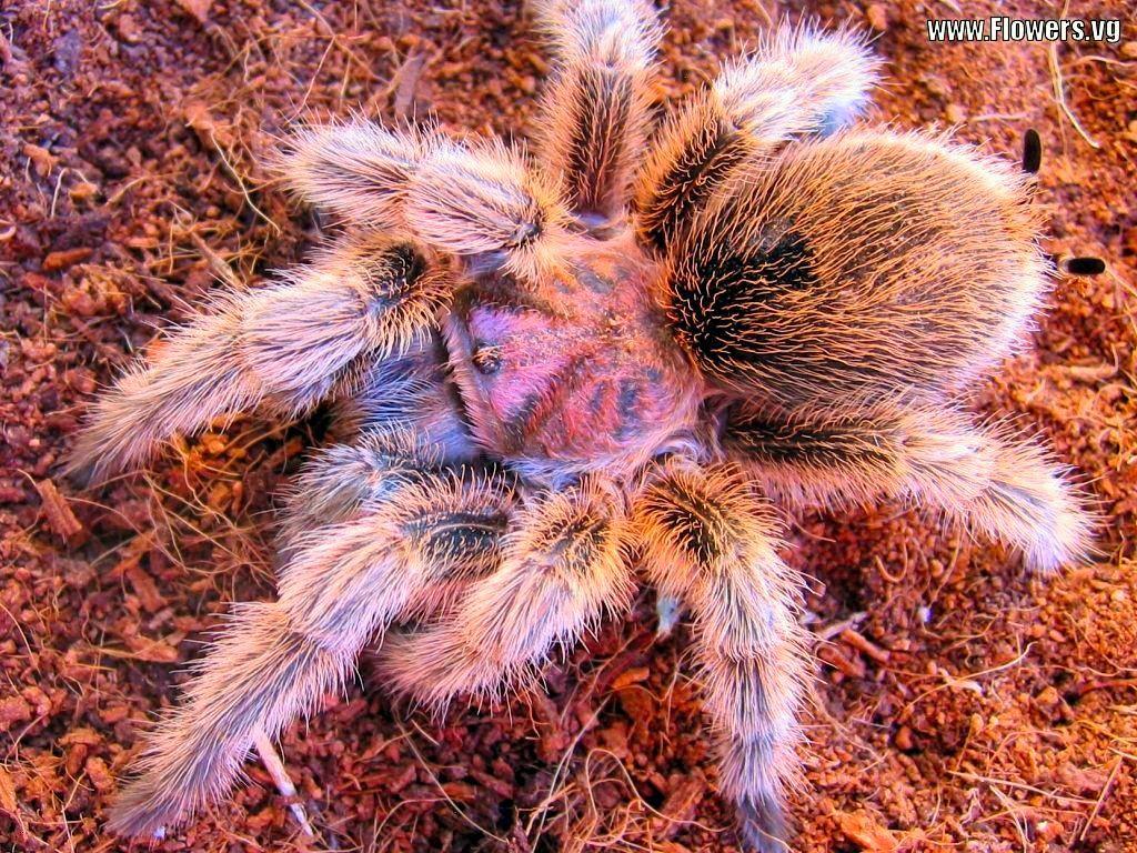 1024x768 Tarantula. free rose hair tarantula spider wallpaper photo. Pet spider, Tarantula, Scary bugs