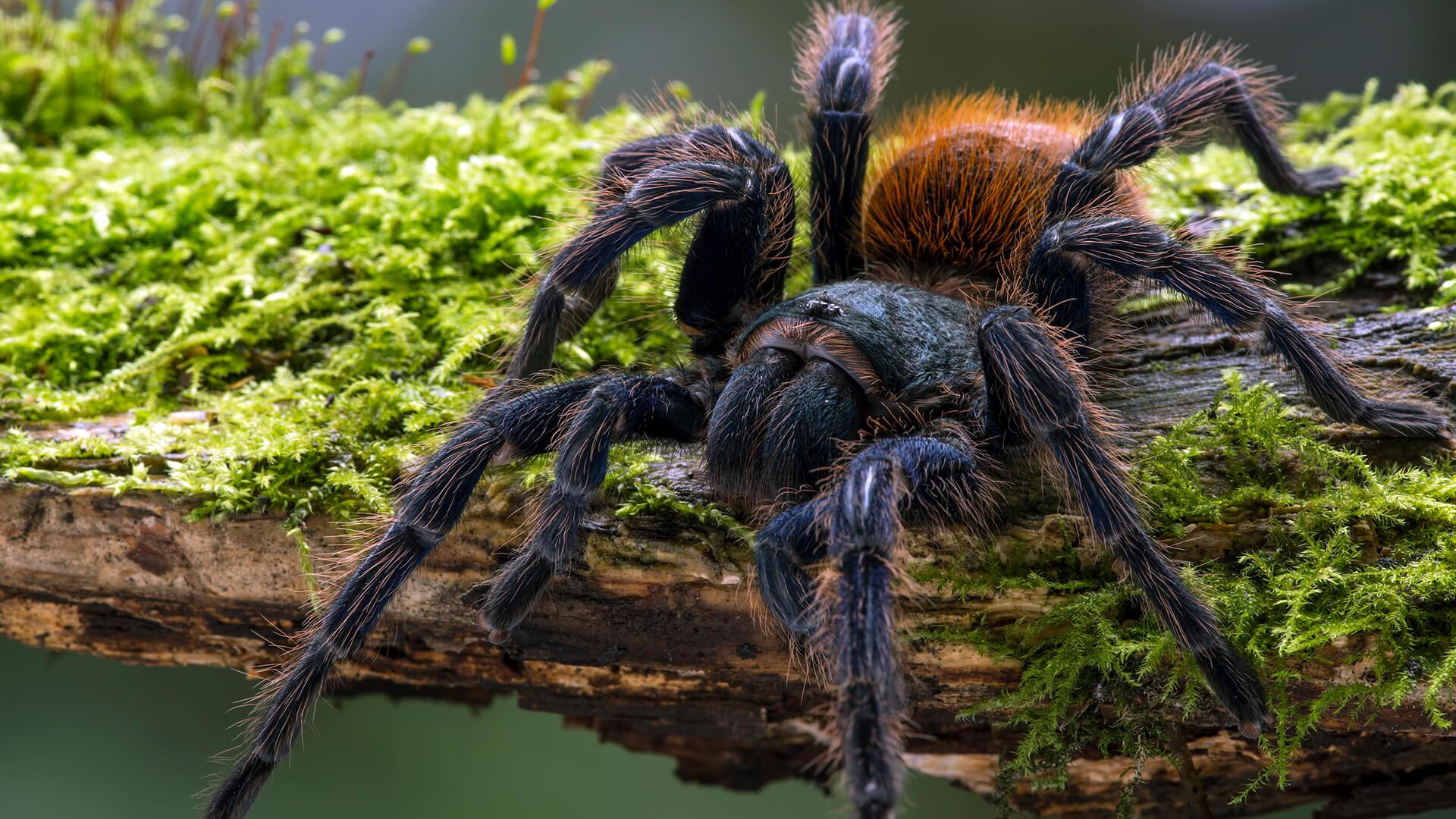 1920x1080 Tarantula. San Diego Zoo Animals & Plants