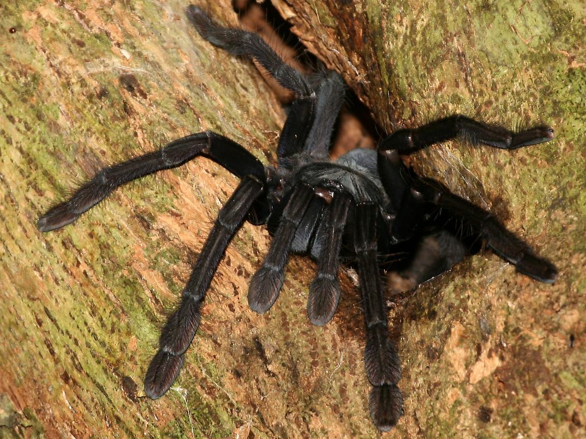 1152x864 Tarantula Spider Wallpaper