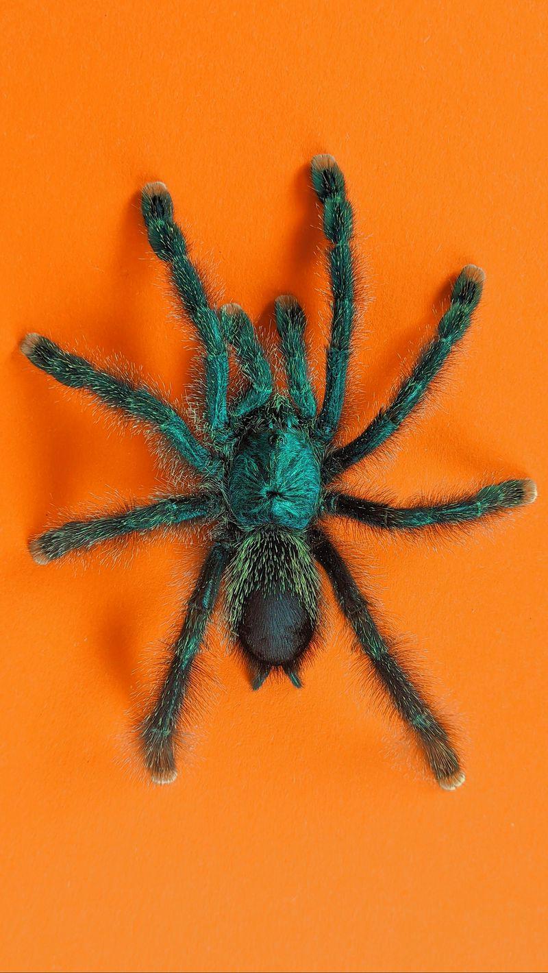 800x1420 Download Wallpaper 800x1420 Tarantula, Spider, Insect, Fluffy, Orange Iphone Se 5s 5c 5 For Parallax HD Background