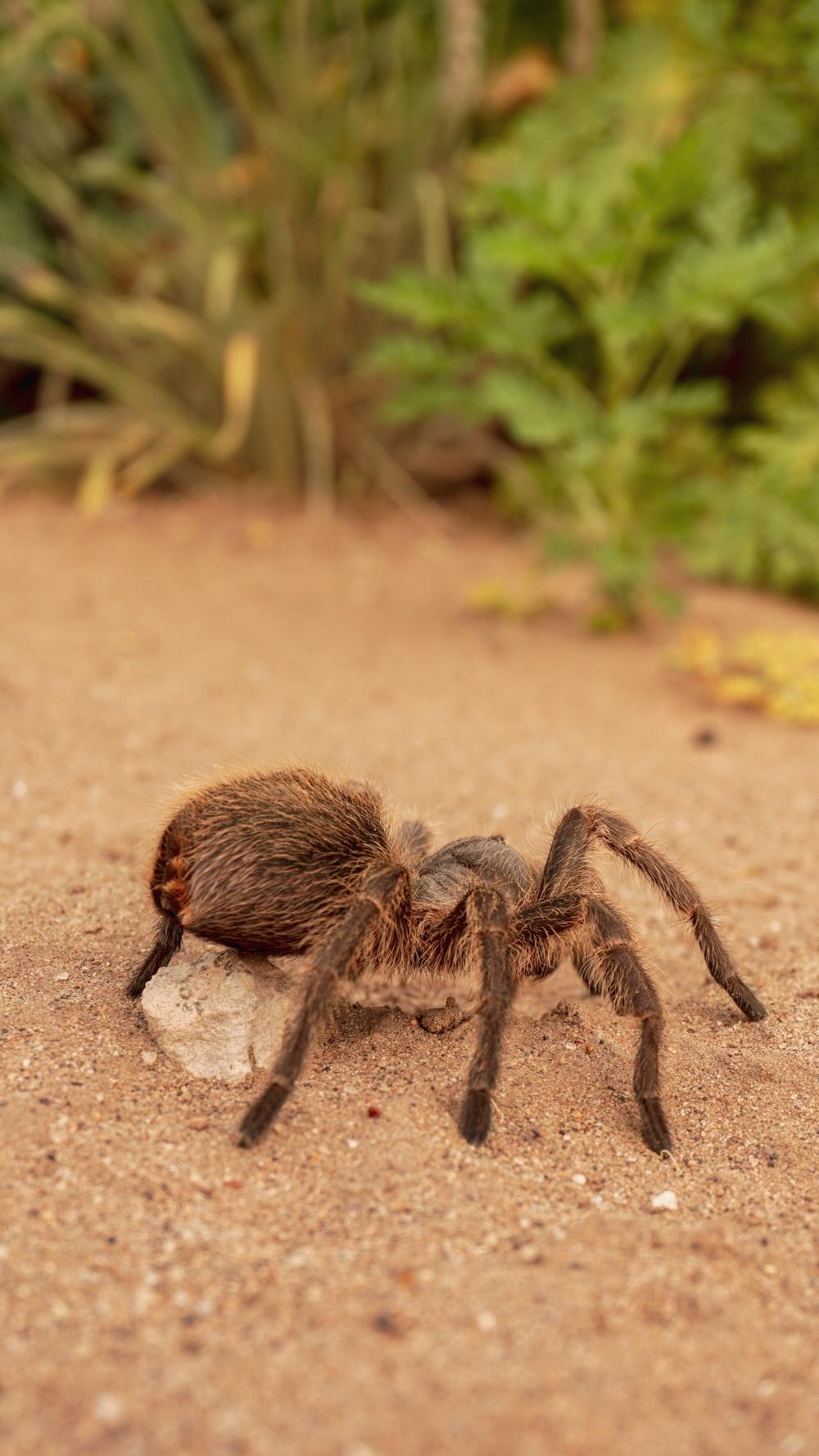 1000x1777 Tarantula Picture. Download Free Image