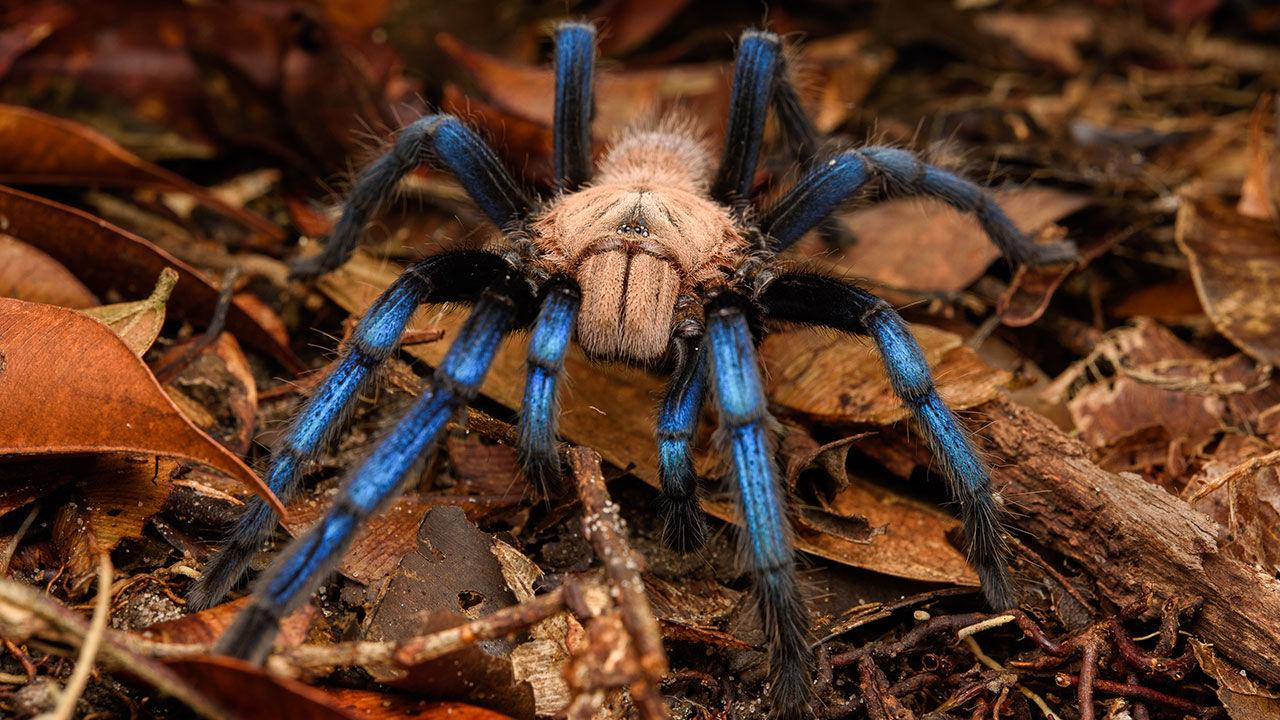 1280x720 This amazing blue tarantula is a new spider species—but did researchers break the law when they studied it?