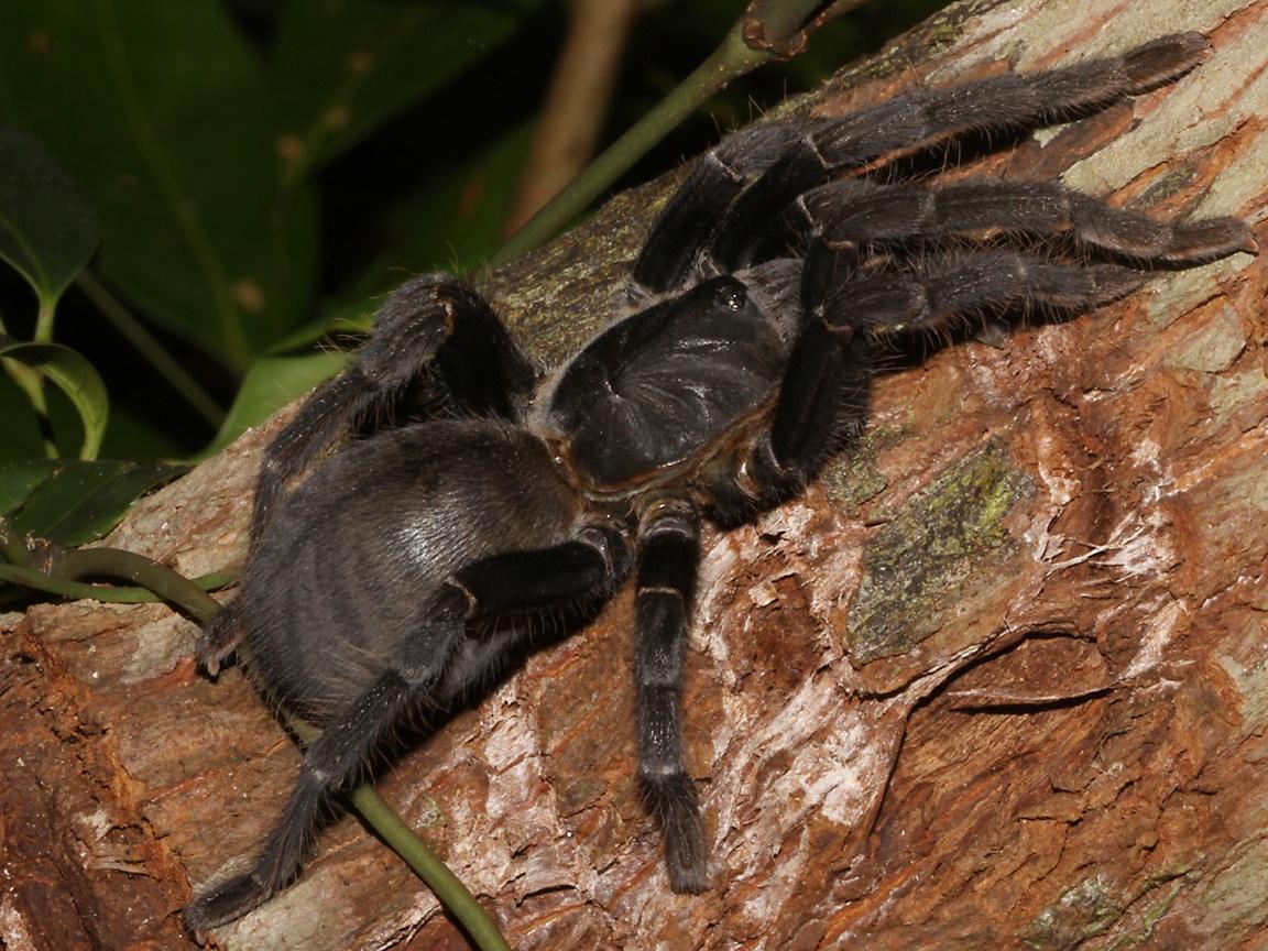 1152x864 Tarantula Spider Wallpaper