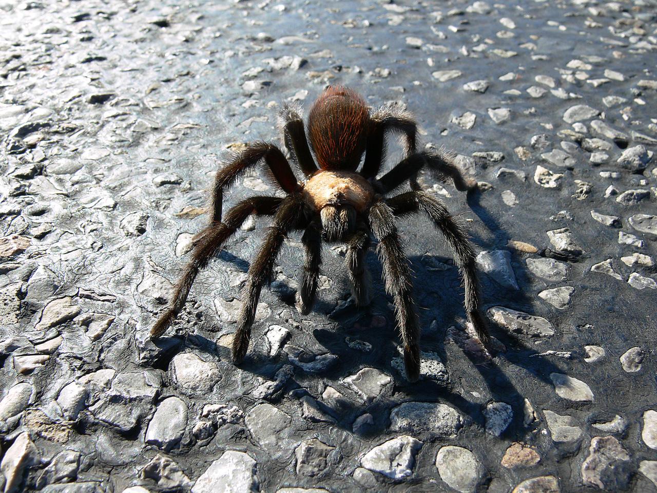 1280x960 Tarantula Wallpaper