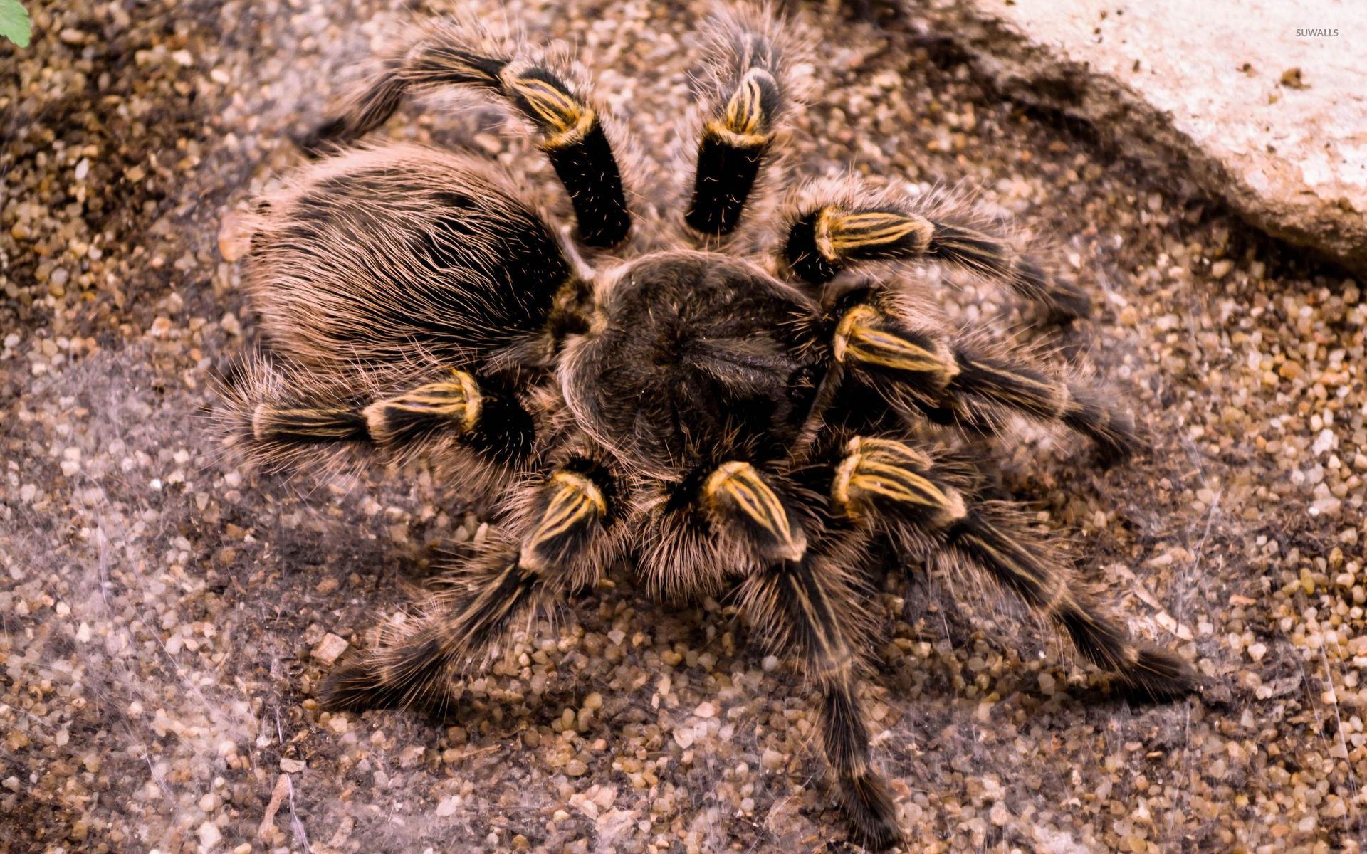 1920x1200 Tarantula wallpaper wallpaper