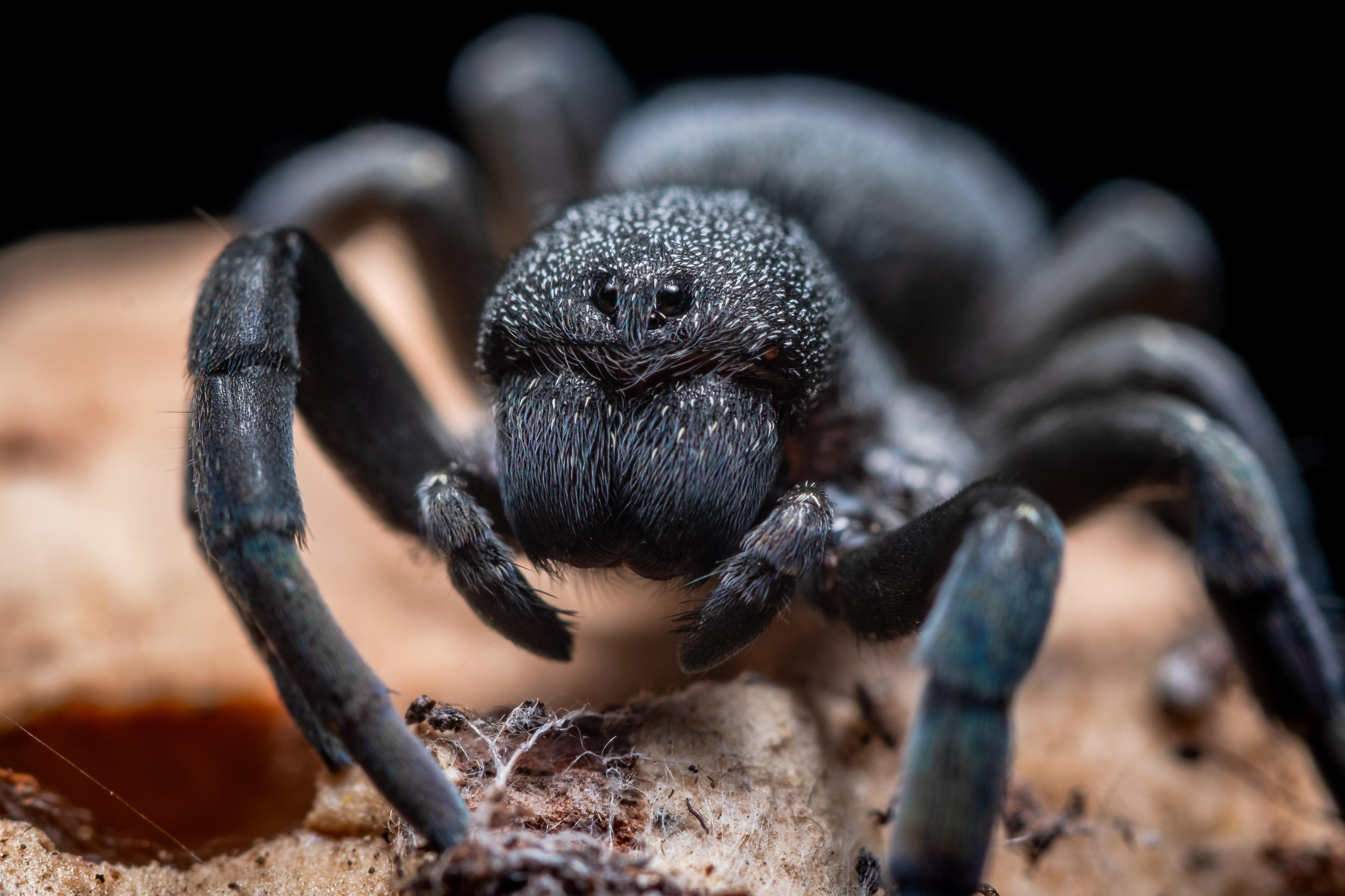 4624x3083 Black Tarantula · Free