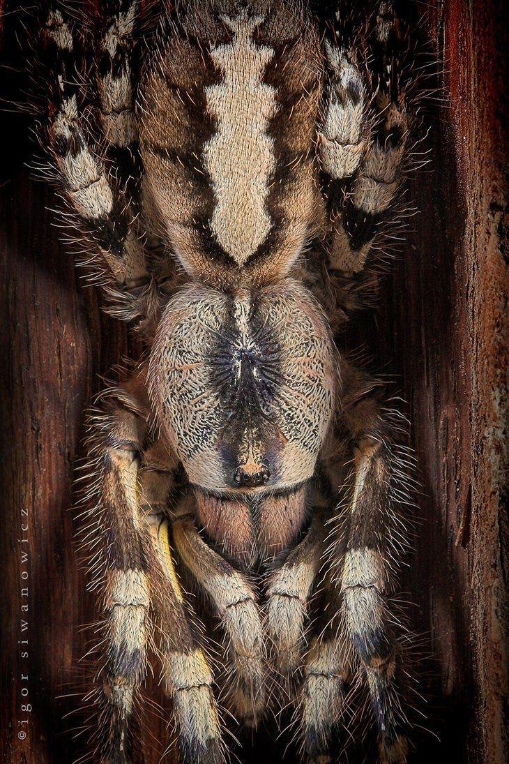 730x1095 Tarantula Wallpaper FREE Picture