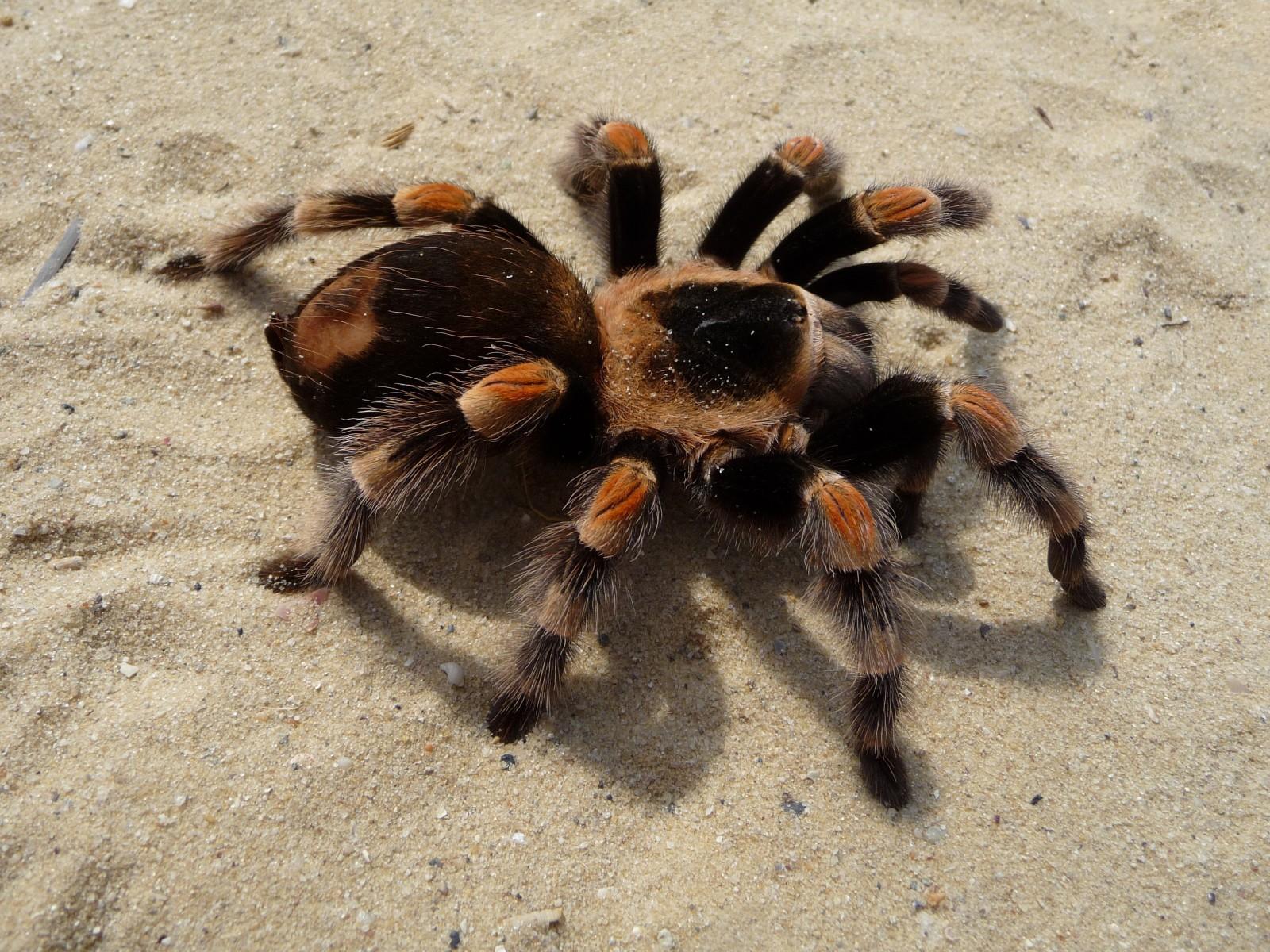 1600x1200 tarantula HD wallpaper, Background