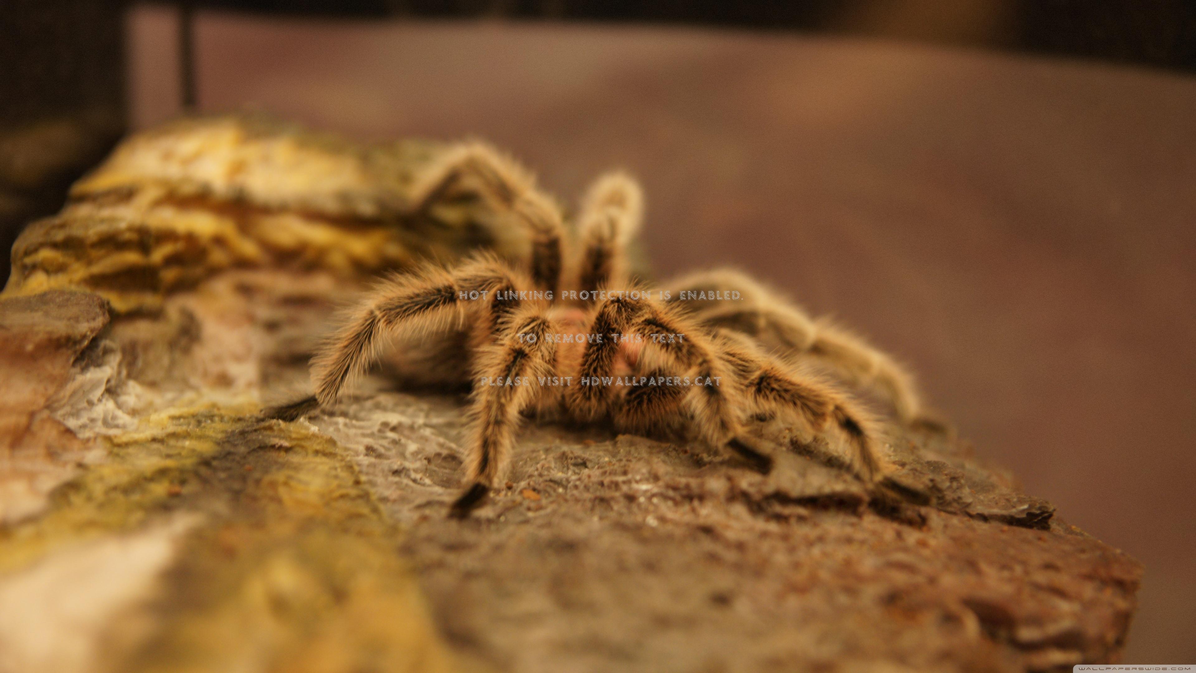 3840x2160 tarantula spider hairy insect animals