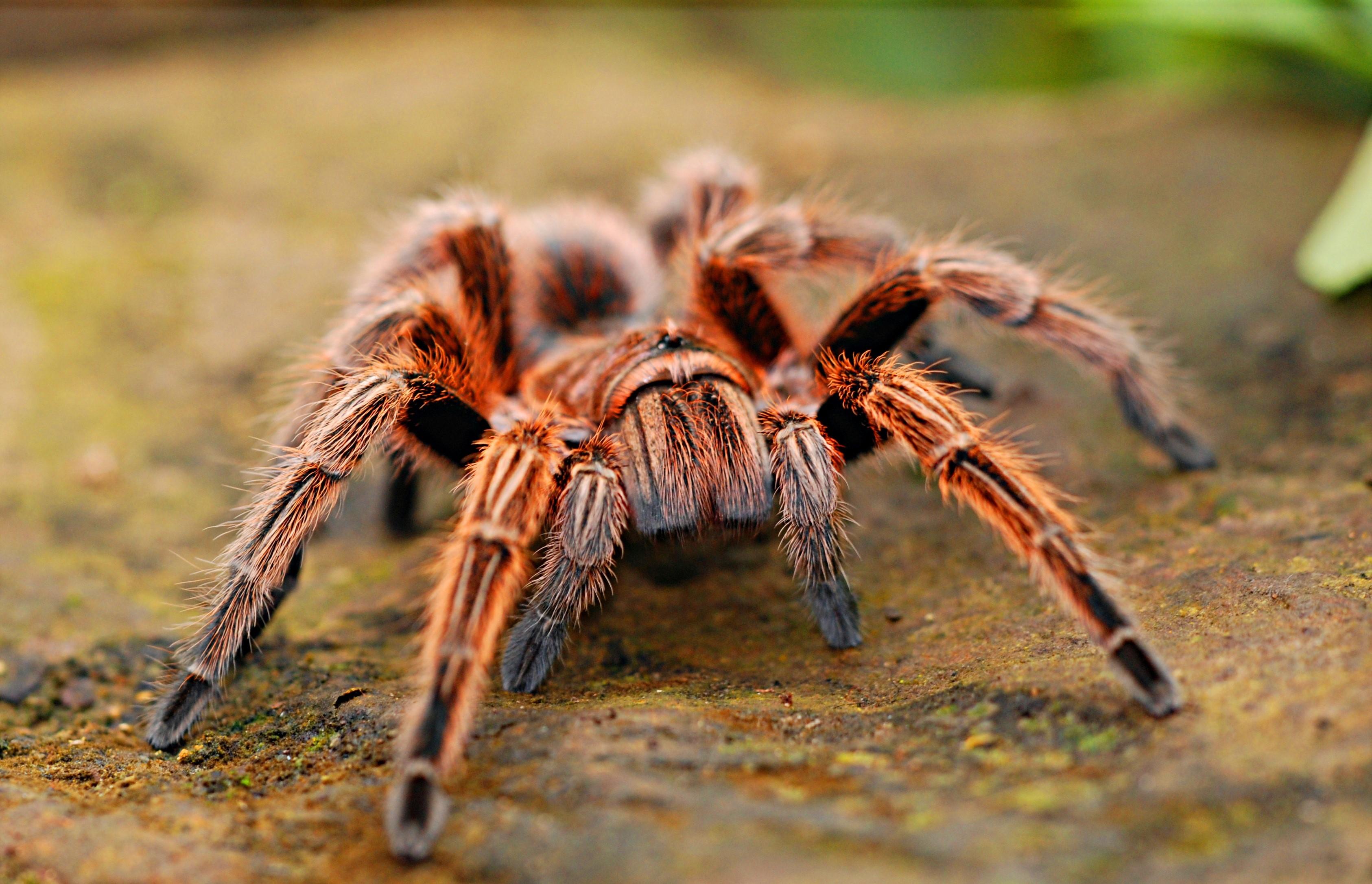 3372x2172 Tarantula, Spiders, Closeup, Bokeh. Mocah HD Wallpaper